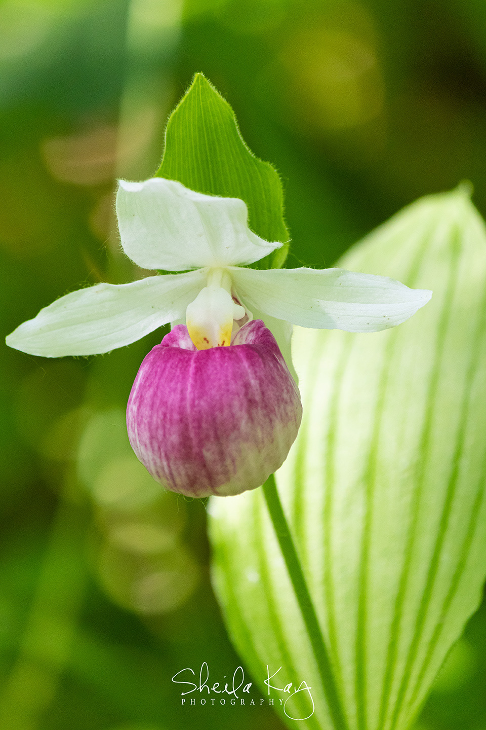 Show Lady's Slipper
