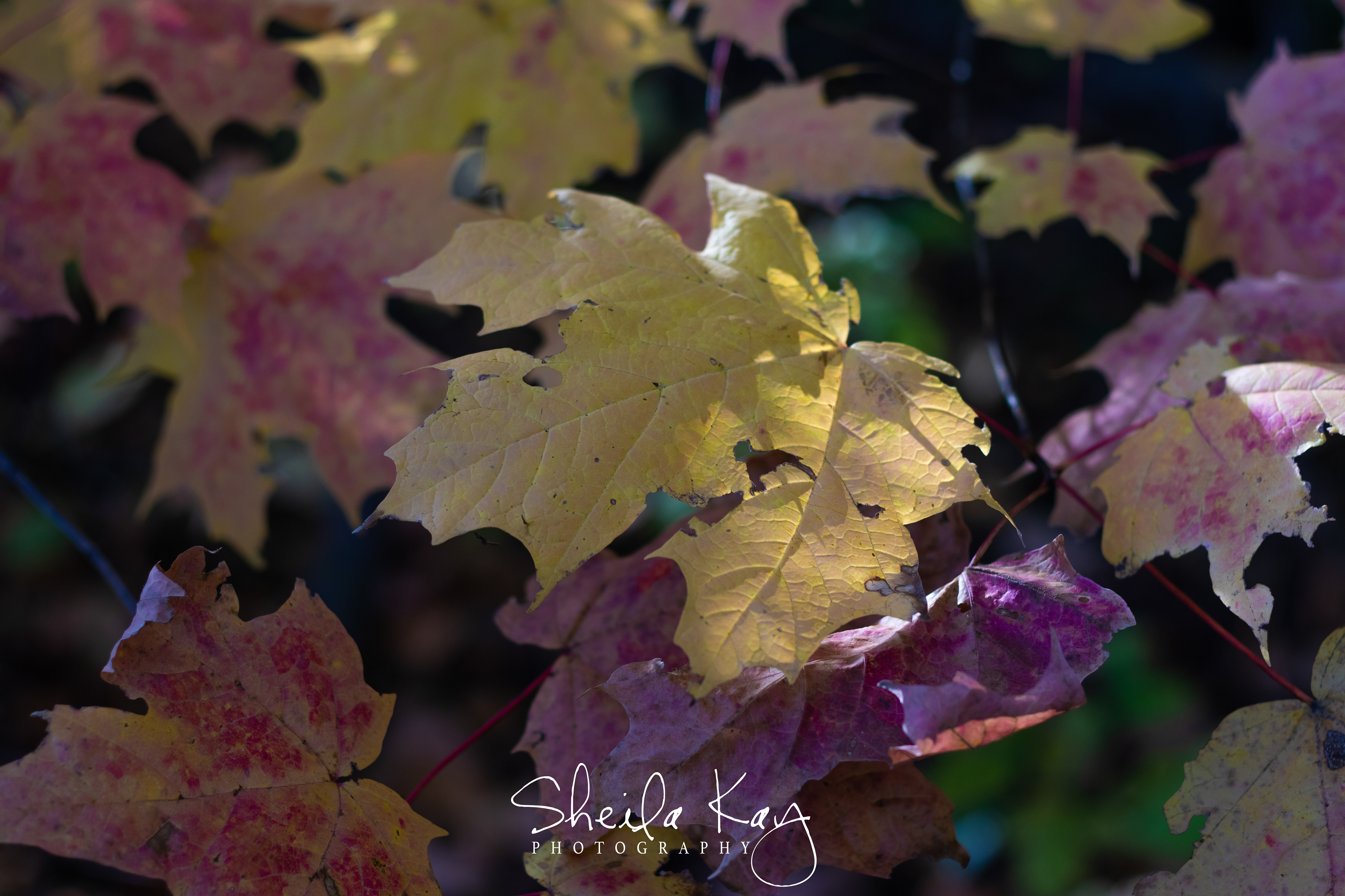 Fall Leaves
