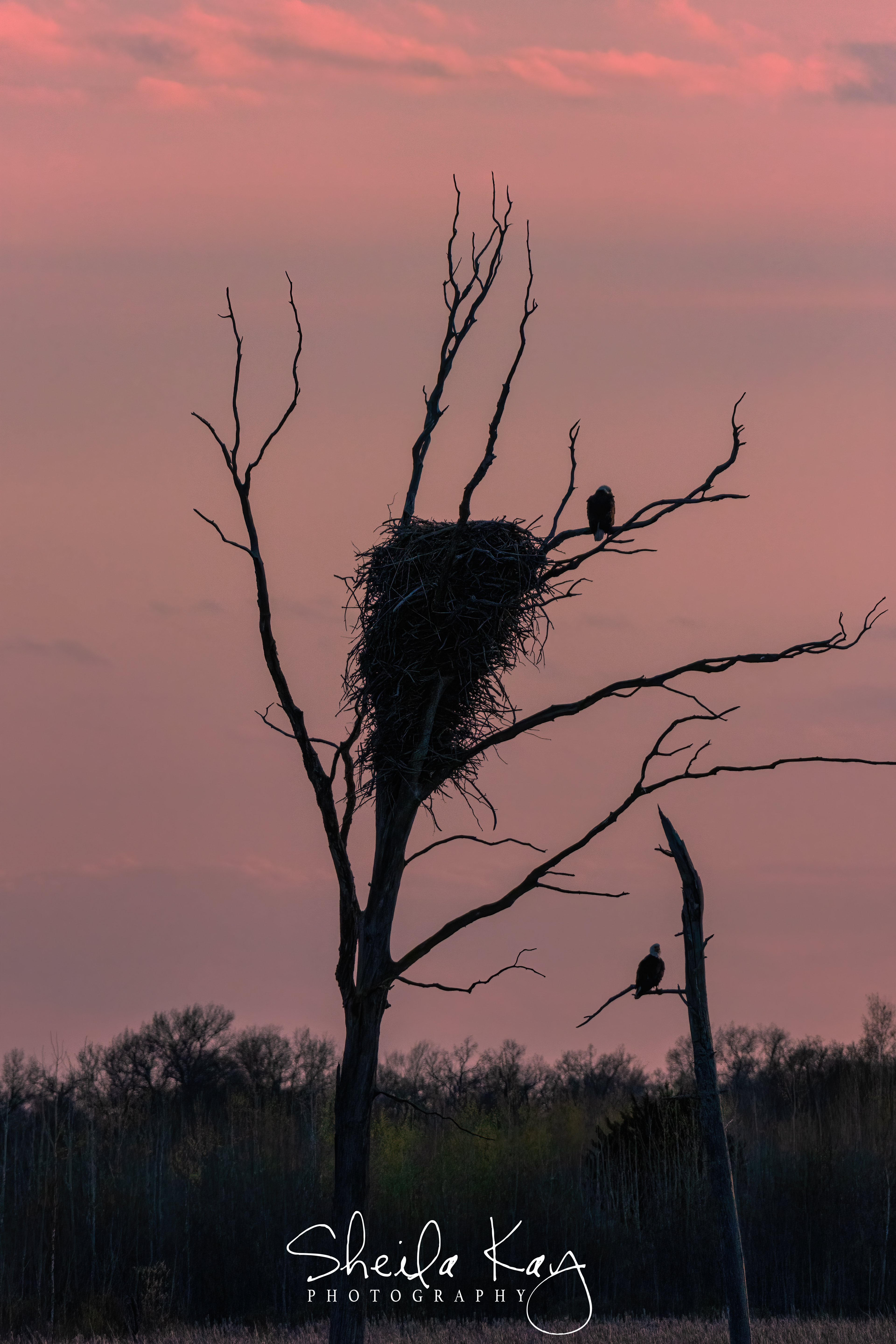 Bald Eagles