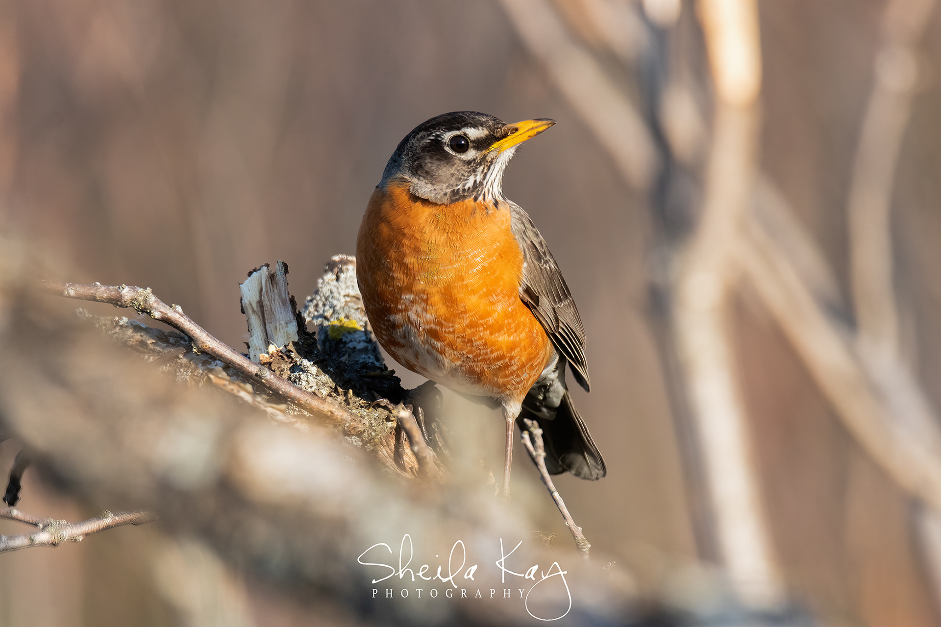American Robin