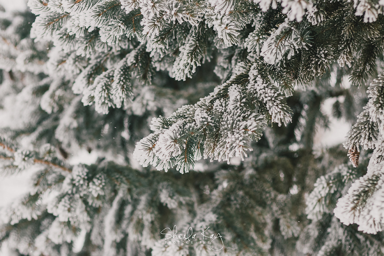 Rime Ice on Pine Tree