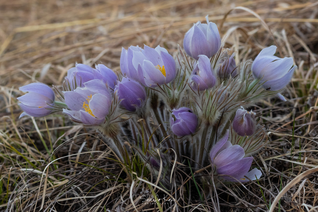 Pasque Flower