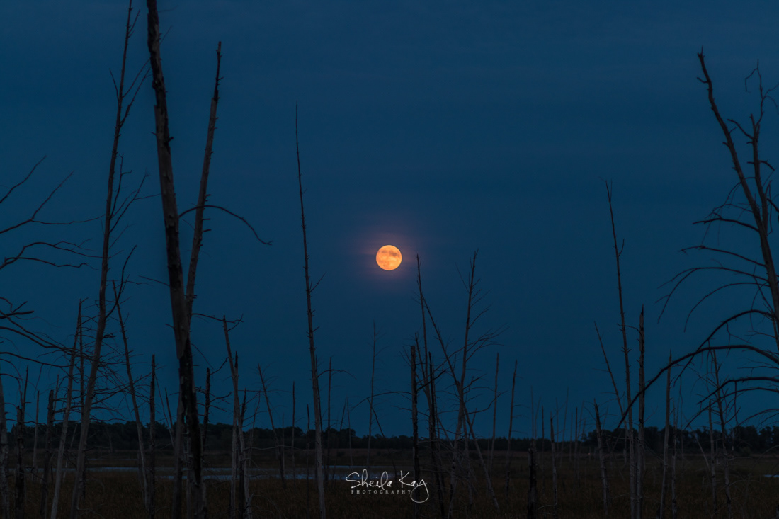 Sherburne National Wildlife Refuge