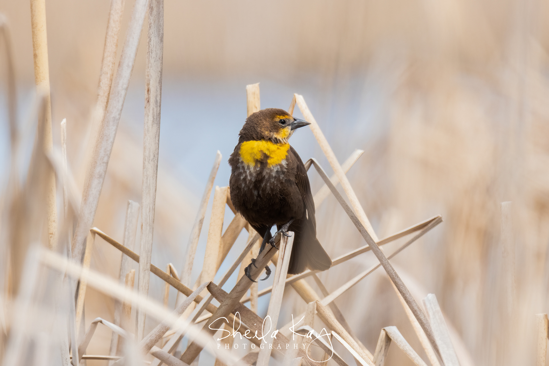 Female Yellow Headed Blackbird
