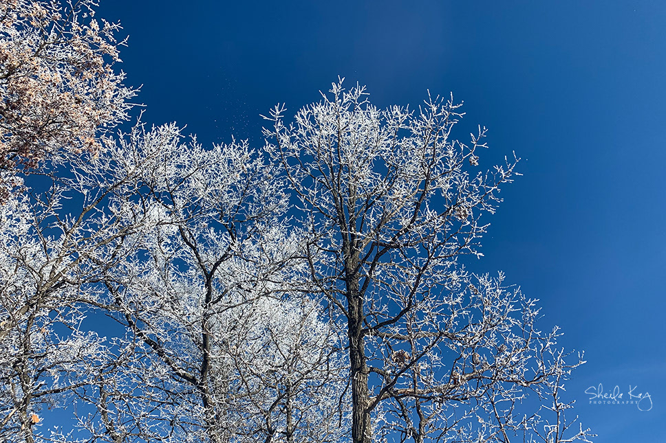Rime Ice