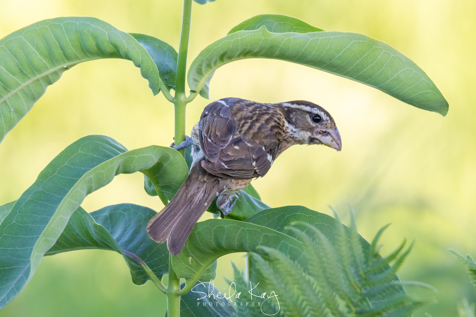 Female Rose Breasted Grosbeak