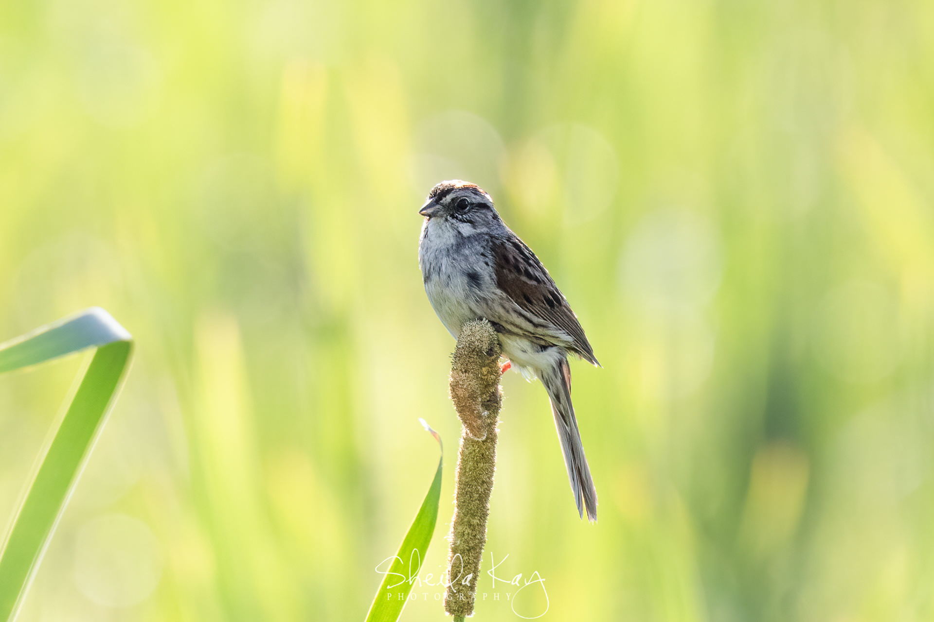 Swamp Sparrow