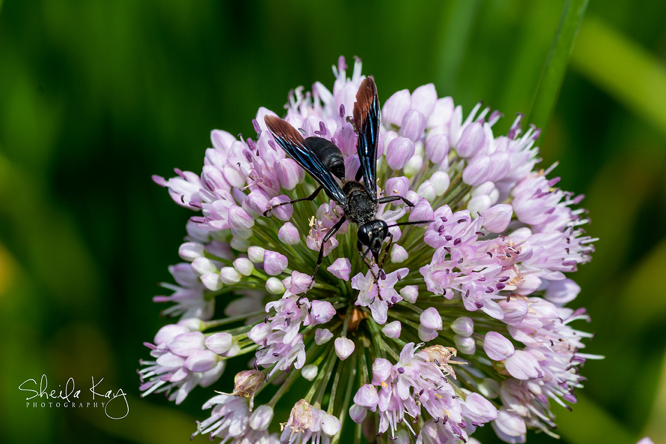 Great Black Digger Wasp
