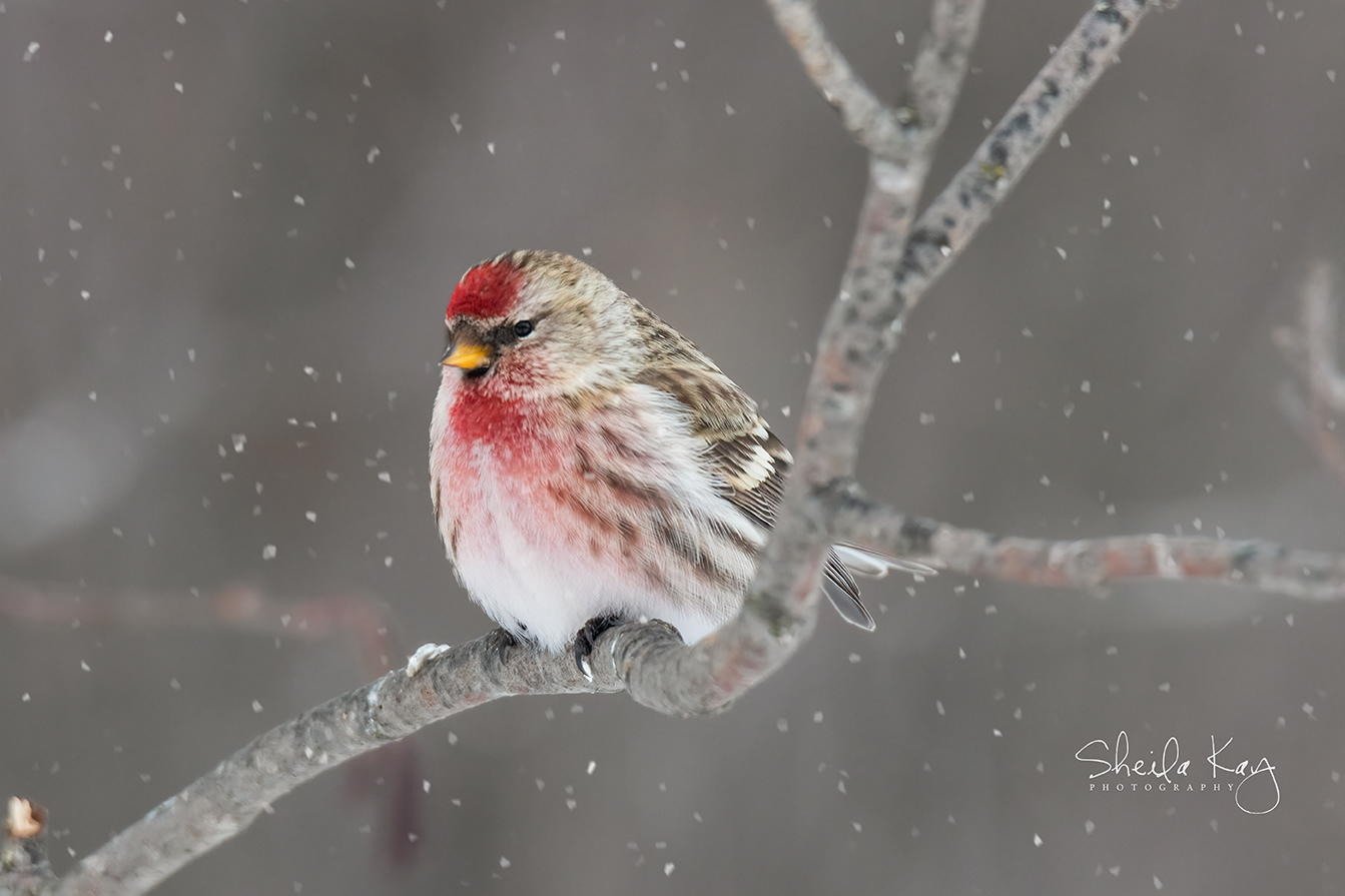 Common Redpoll