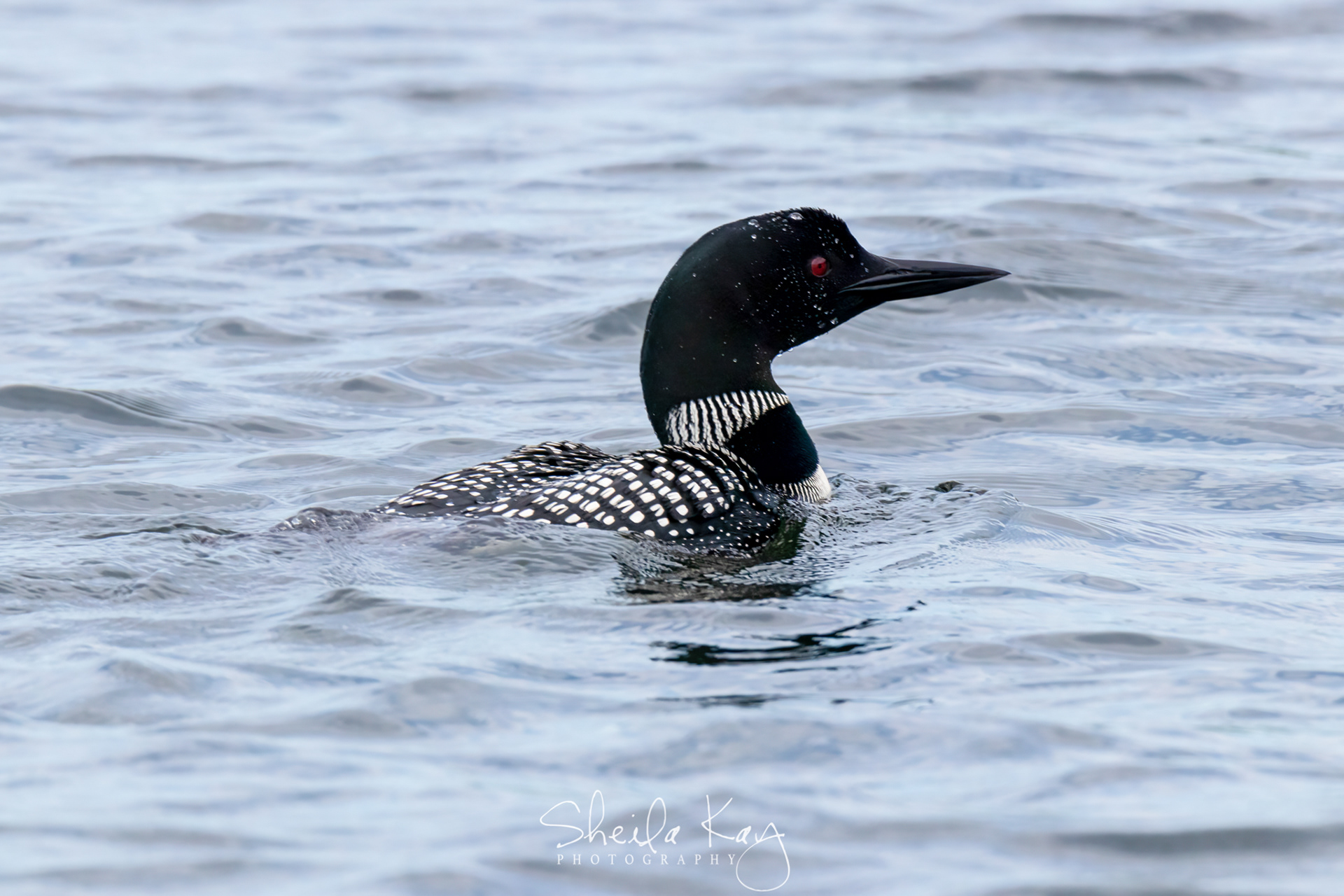 Common Loon