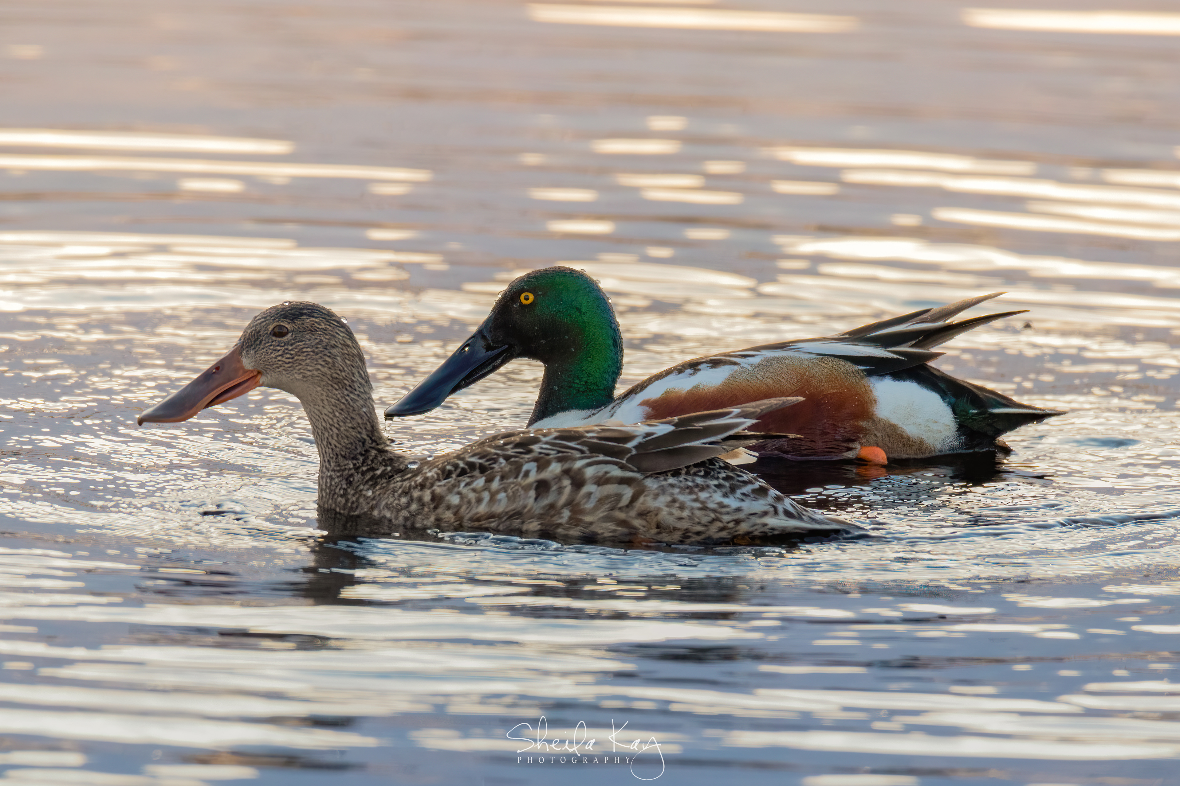 Northern Shoveler Couple