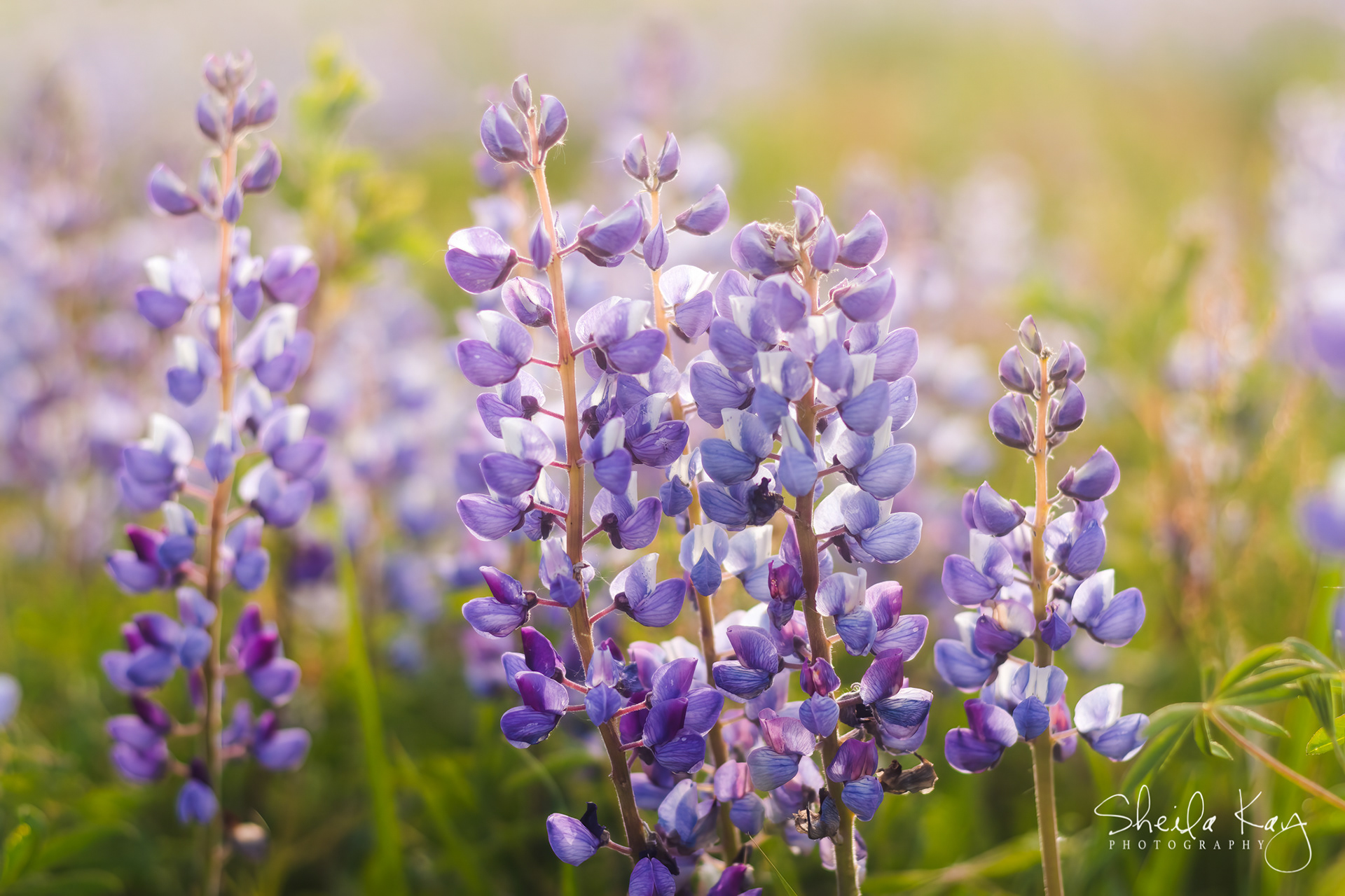 Wild Lupin