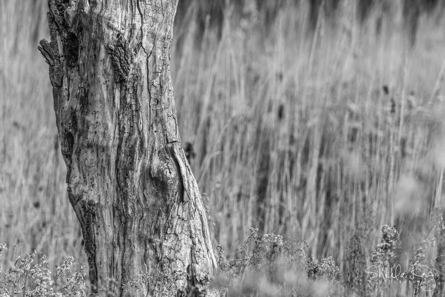 Tree Trunk