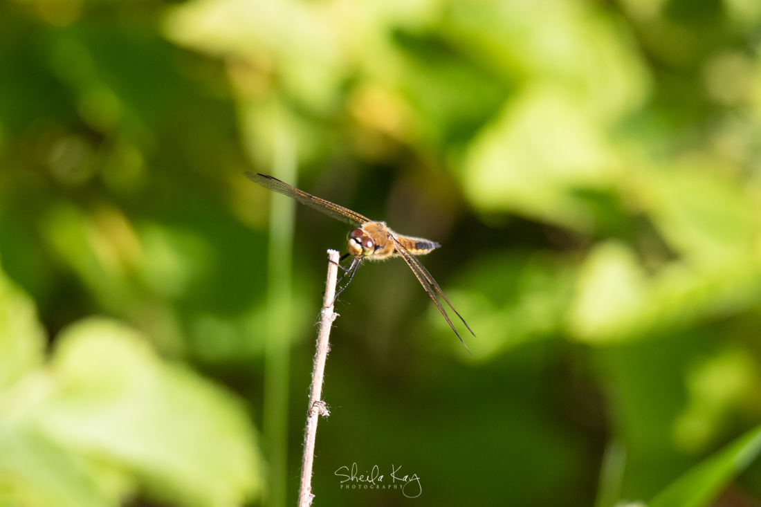 Four-spotted Skimmer