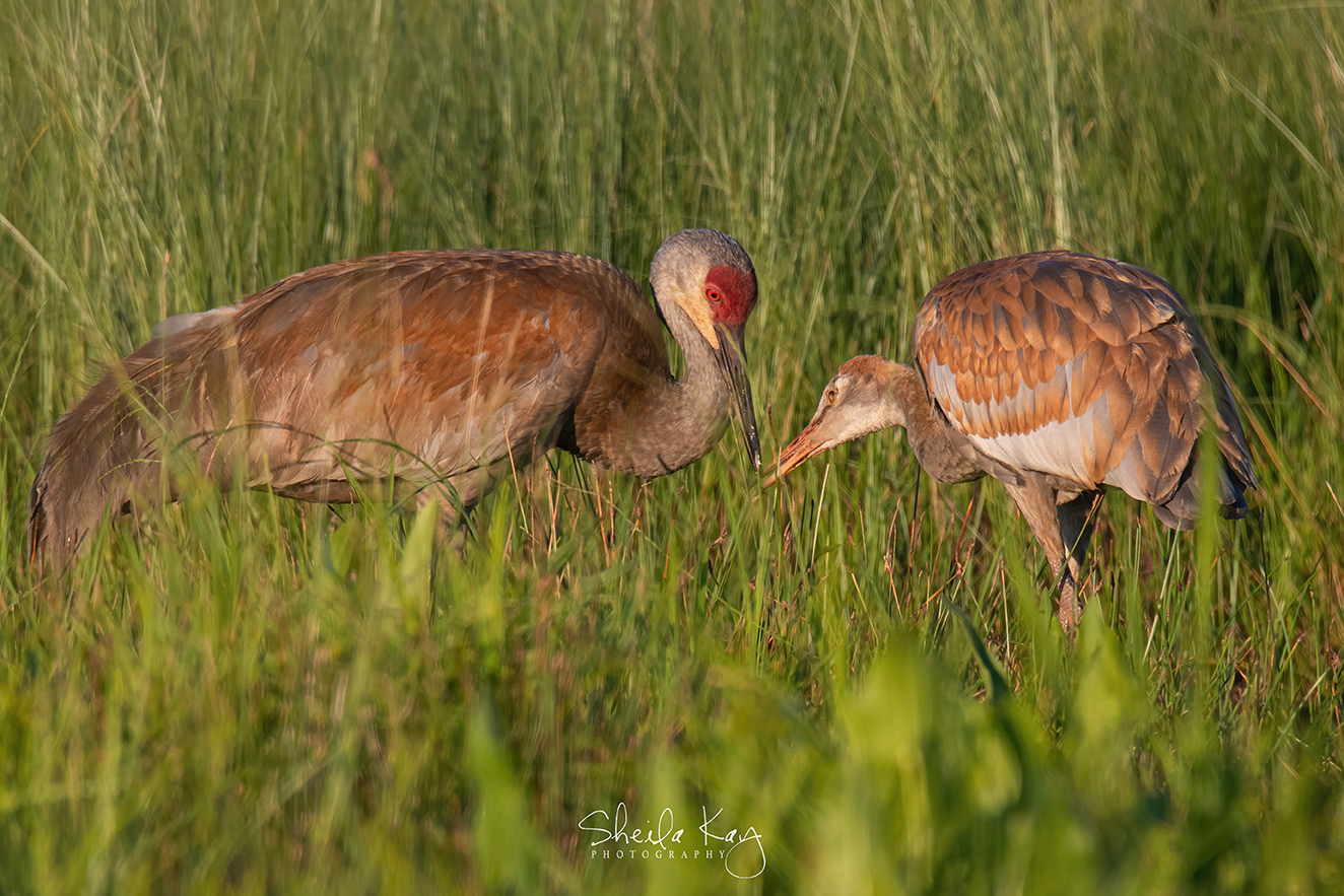 Sandhill Crane and Colt