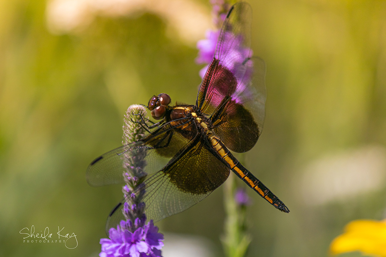 Widow Skimmer