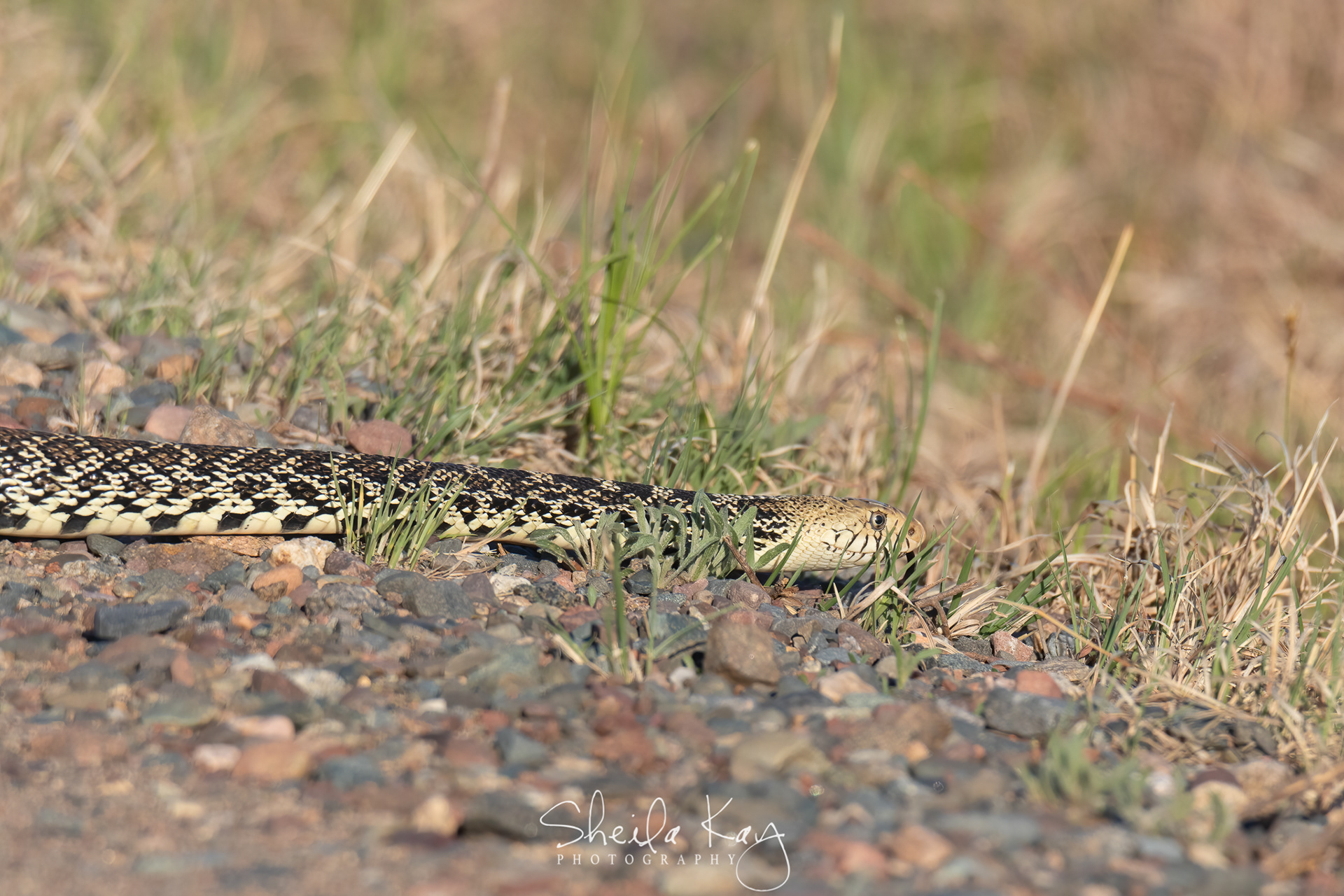 Bull Snake