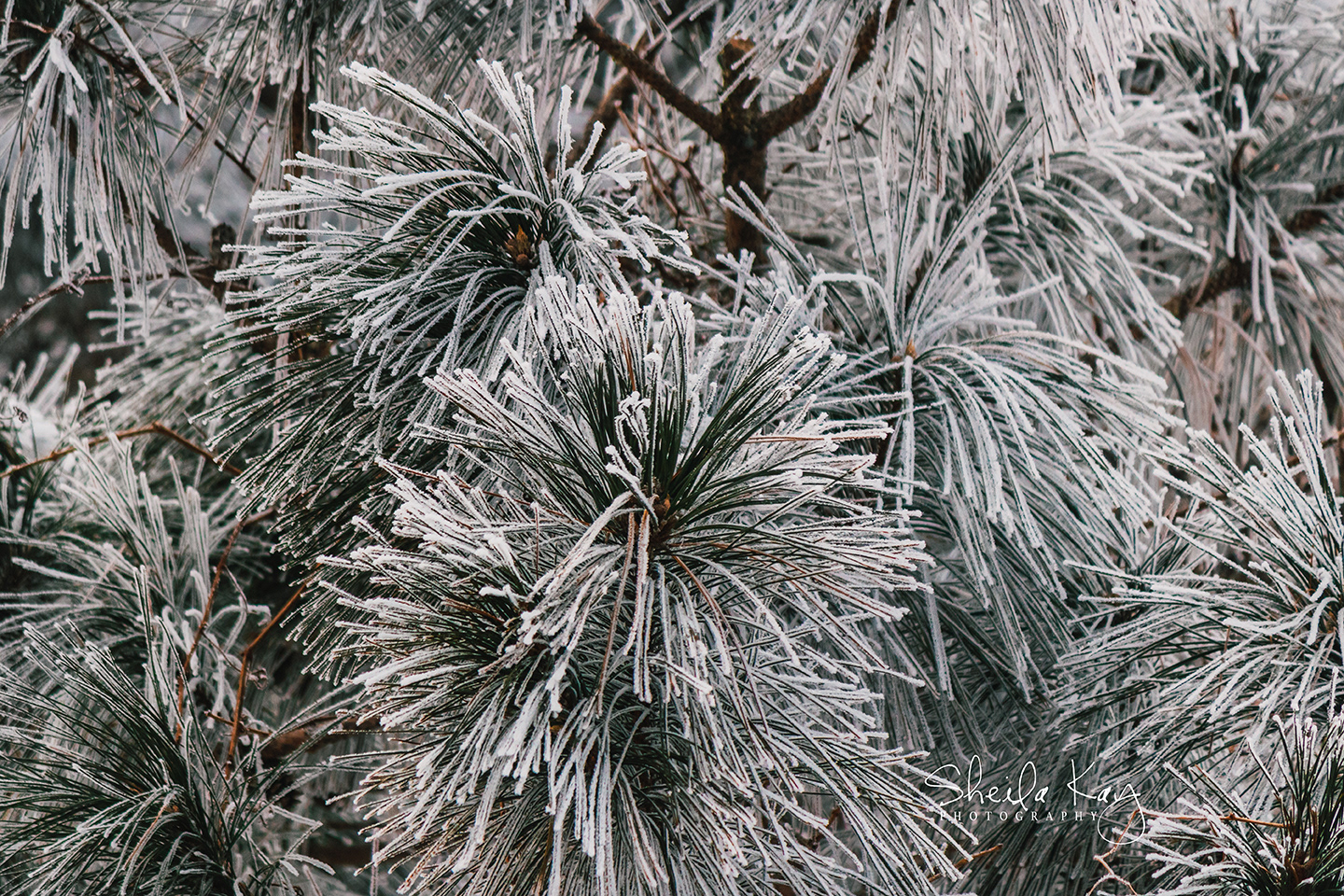 Rime Ice on Pine Tree