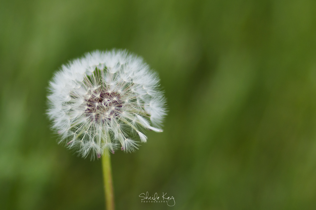 Dandelion