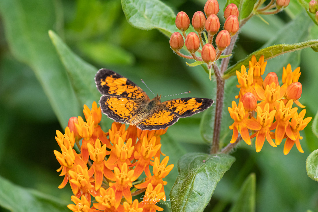 Northern Crescent Butterfly on Milkweed