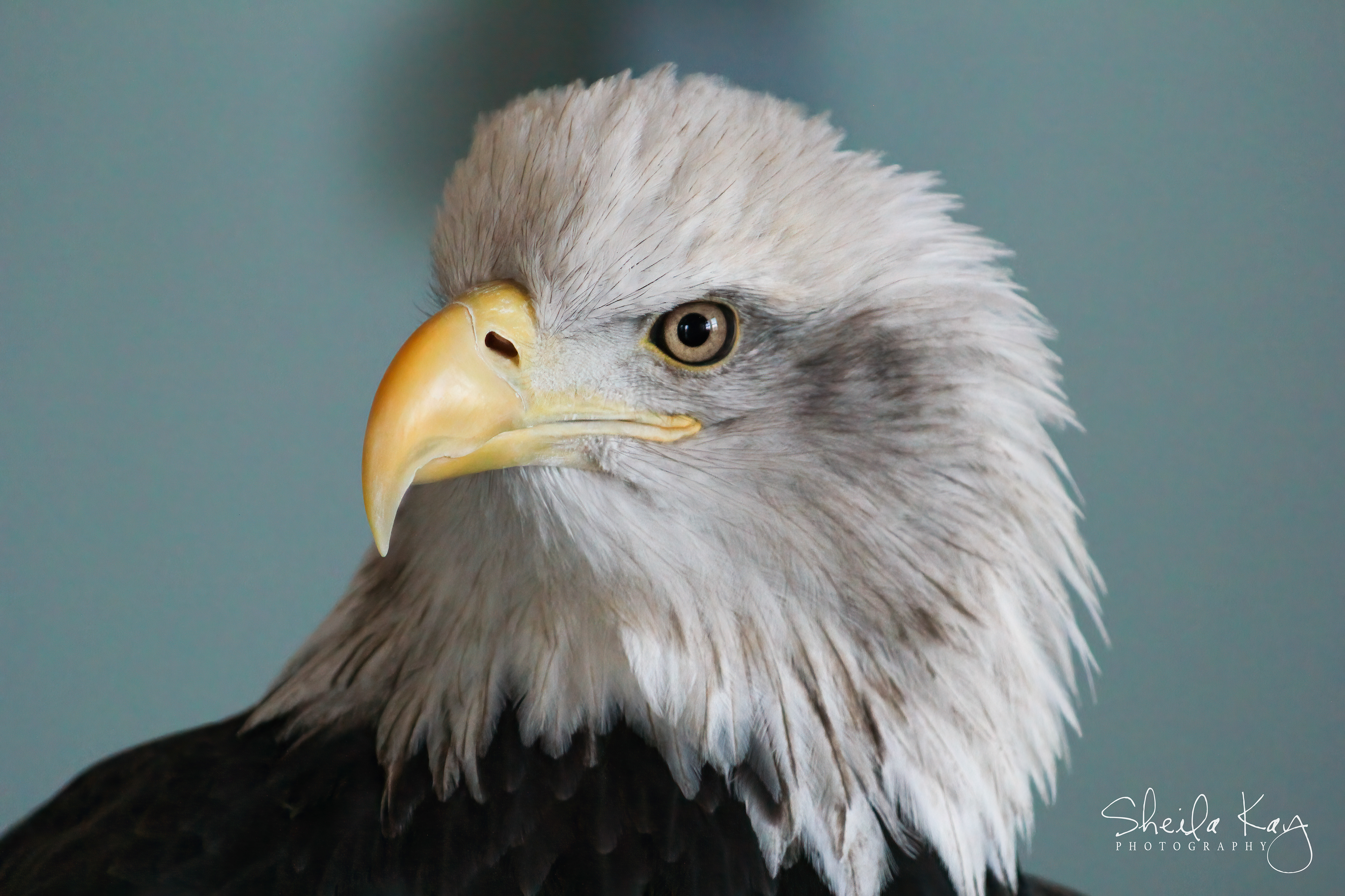 Bald Eagle