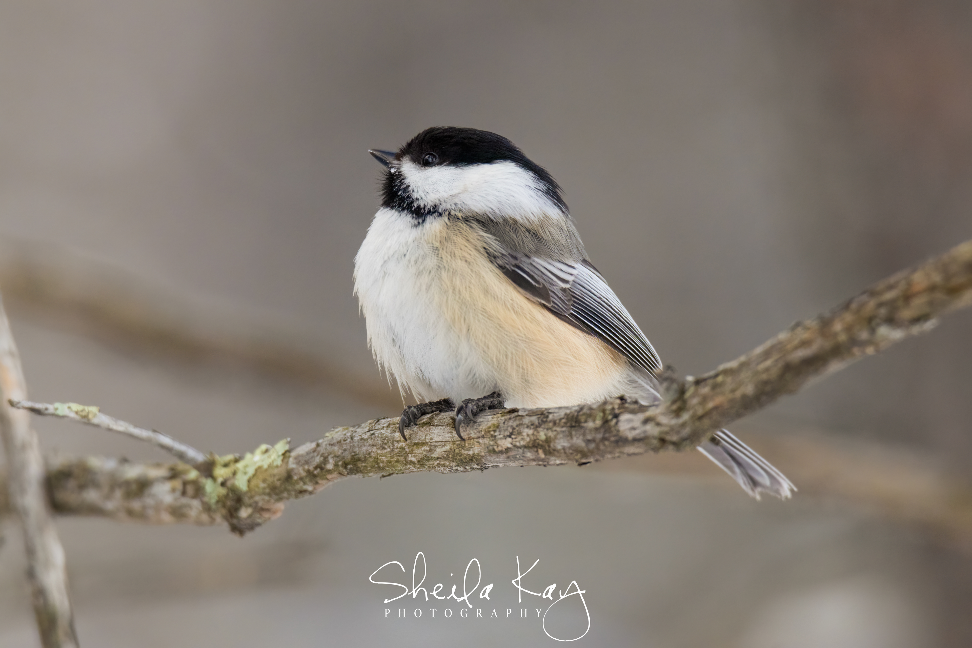 Black Capped Chickadee