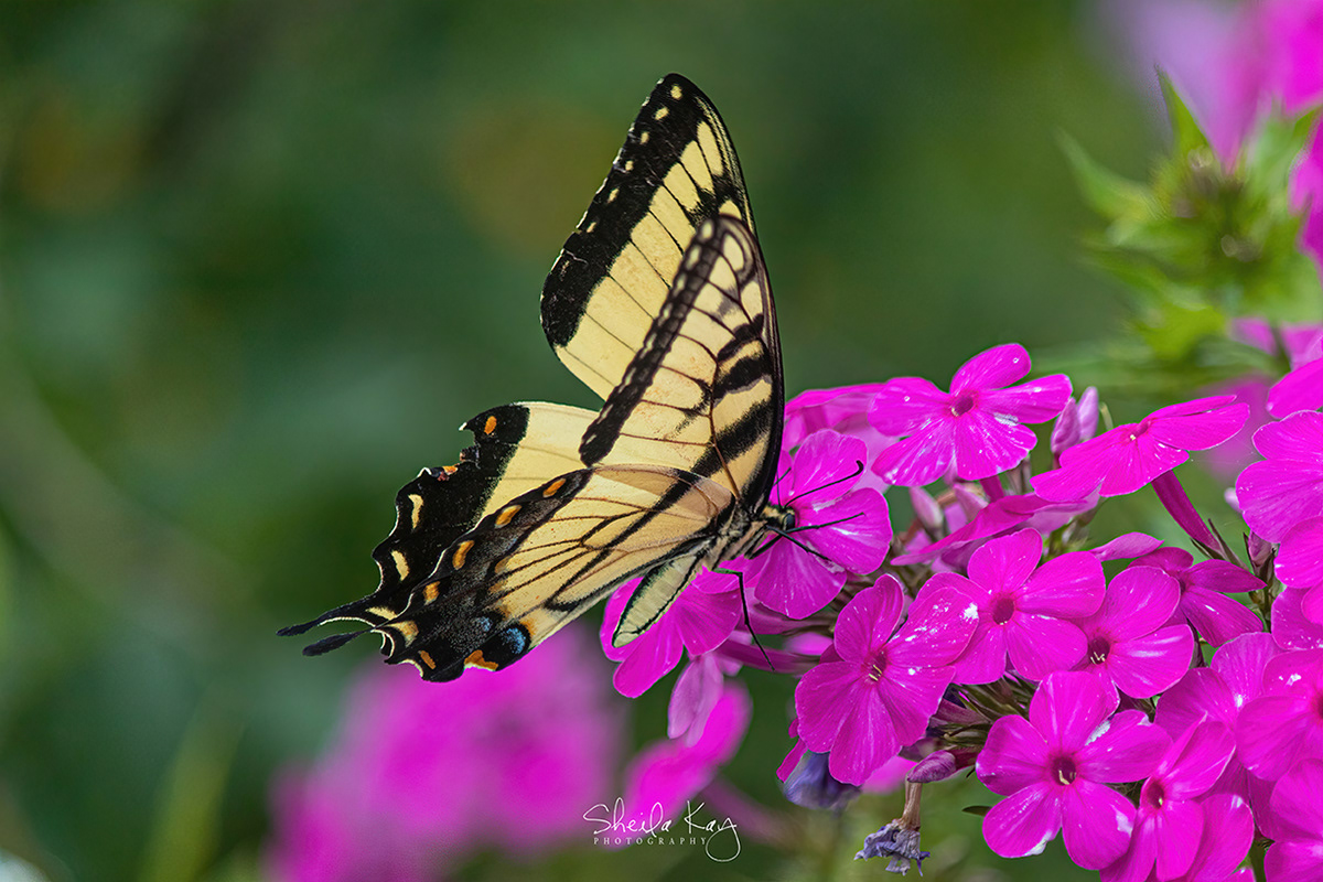 Eastern Swallowtail Butterfly