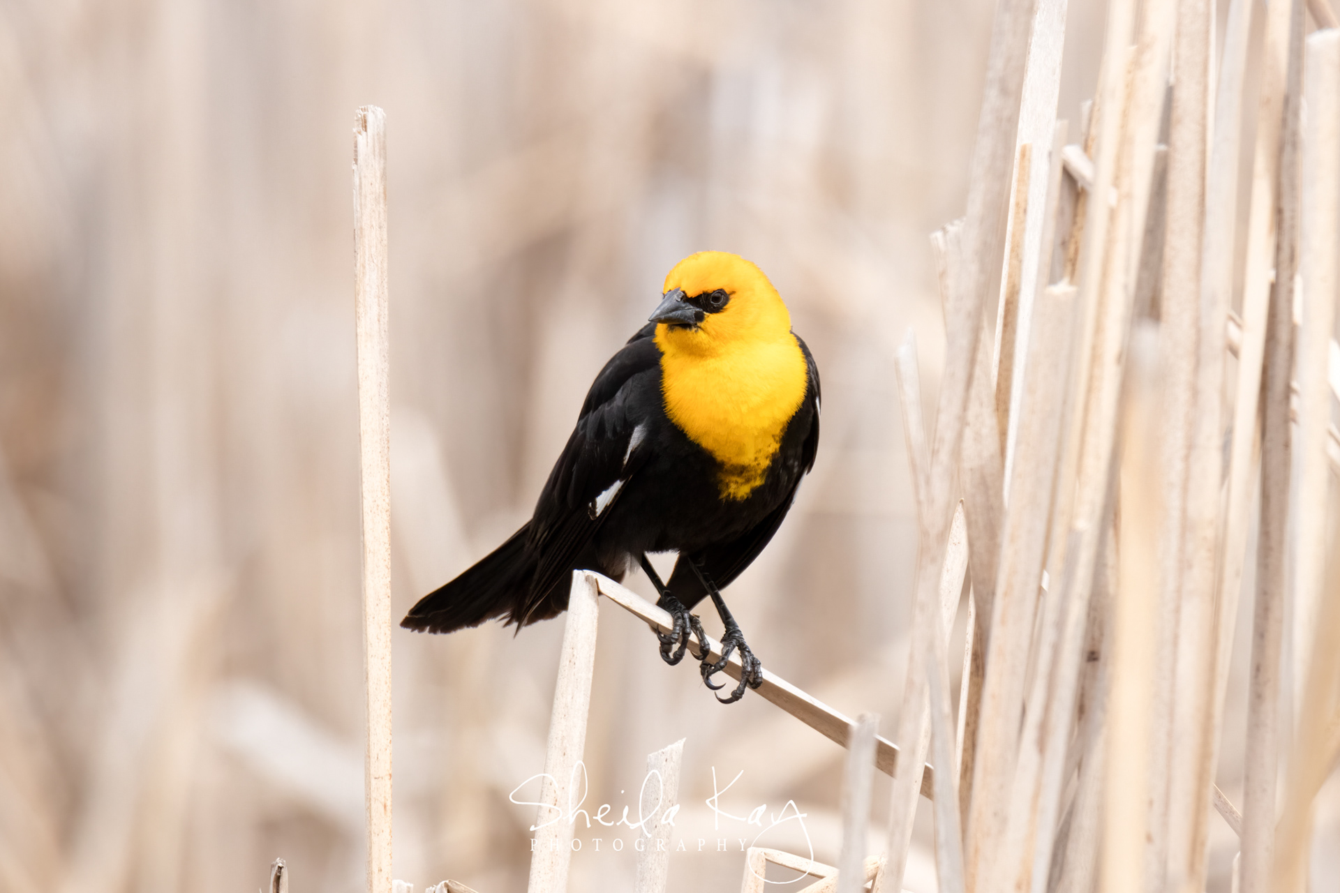 Male Yellow Headed Blackbird
