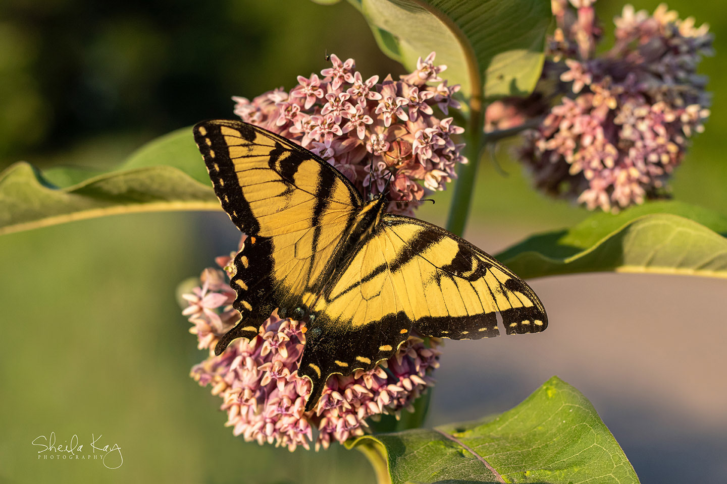 Eastern Swallowtail Butterfly on Milkweed