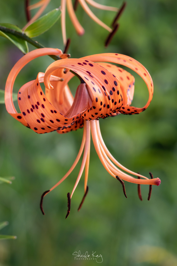 Tiger Lily 