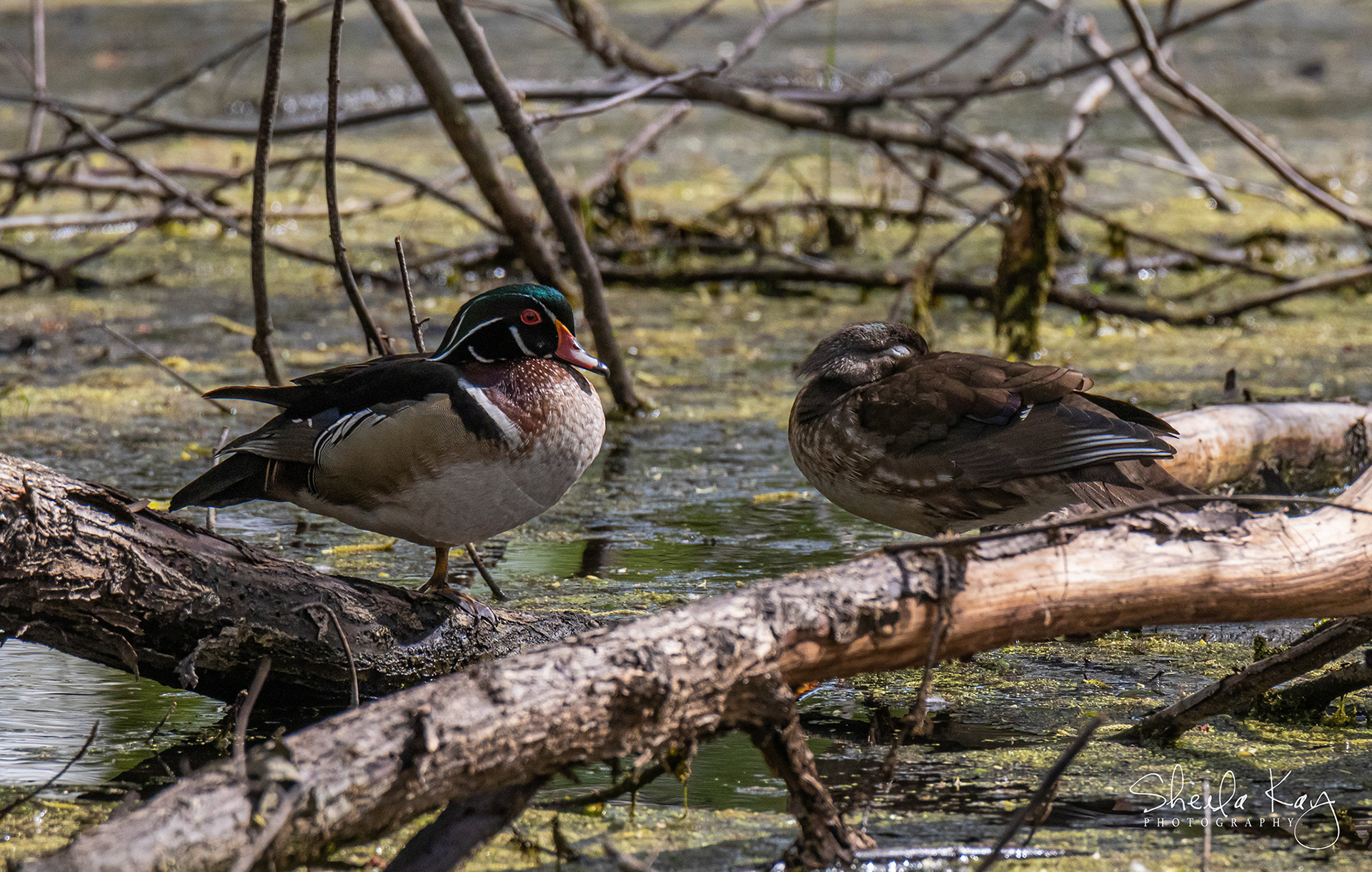 Wood Duck Couple