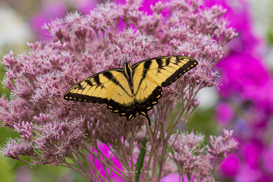 Eastern Swallowtail Butterfly