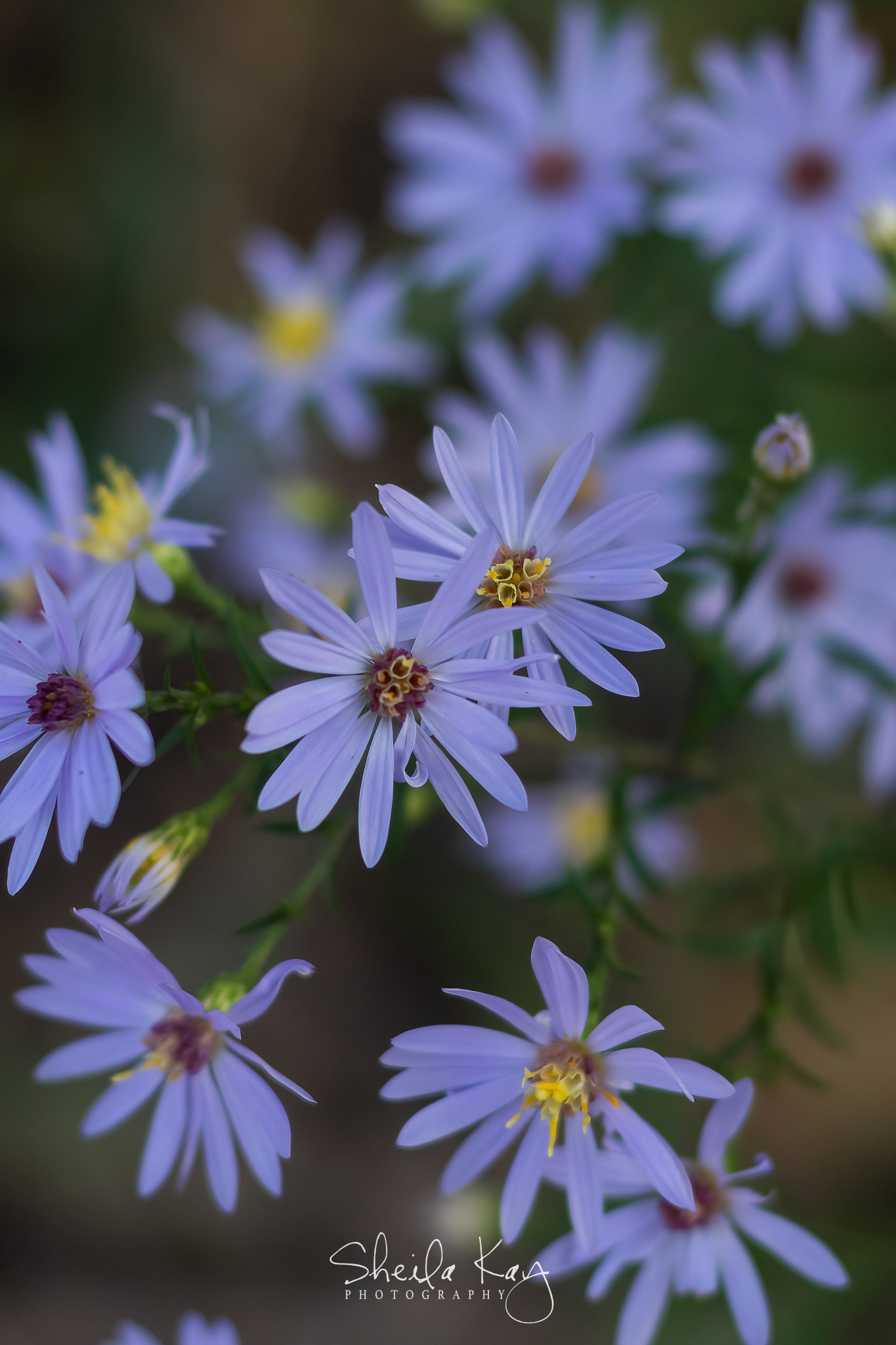 Purple Aster