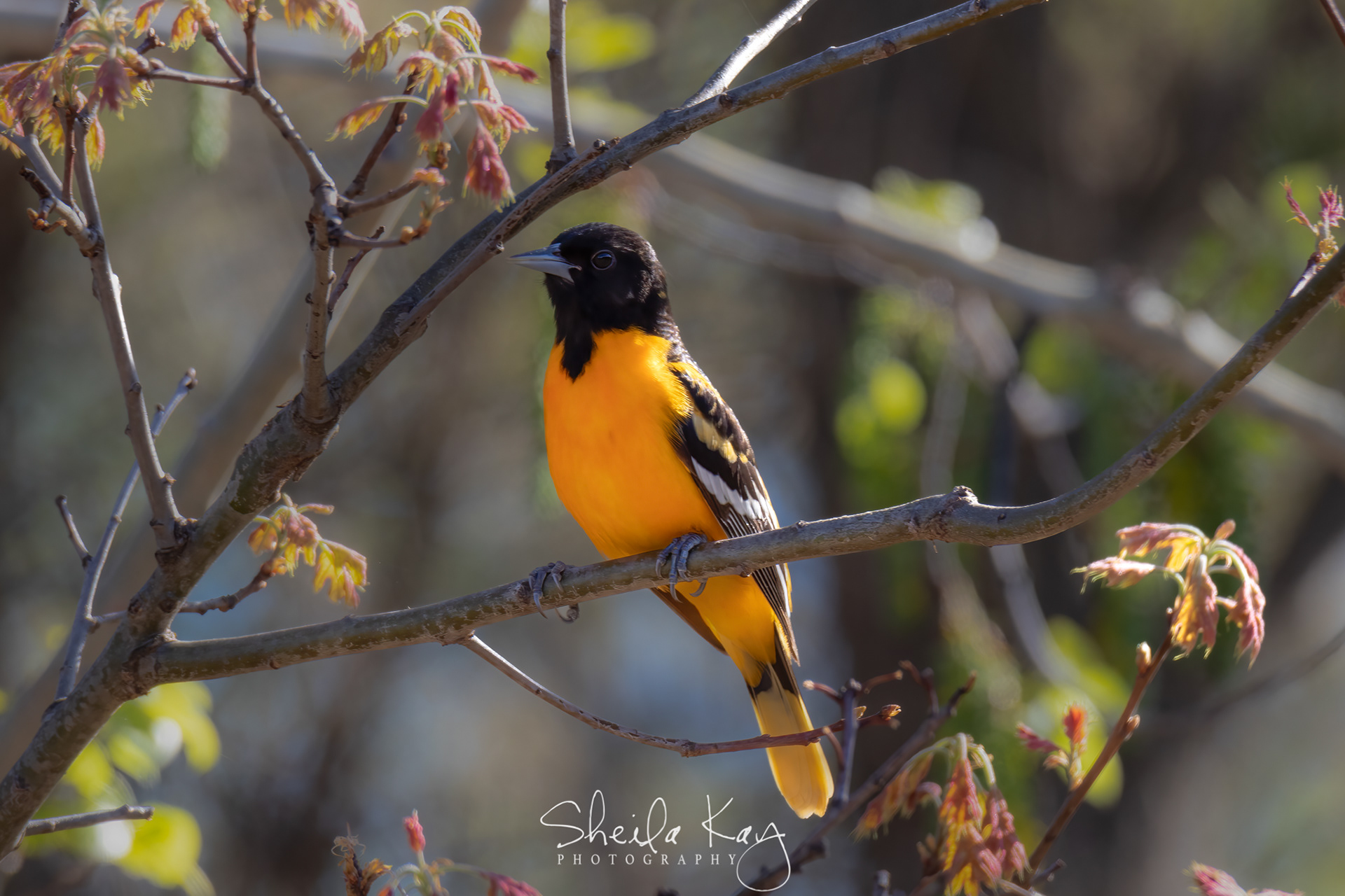 Male Baltimore Oriole