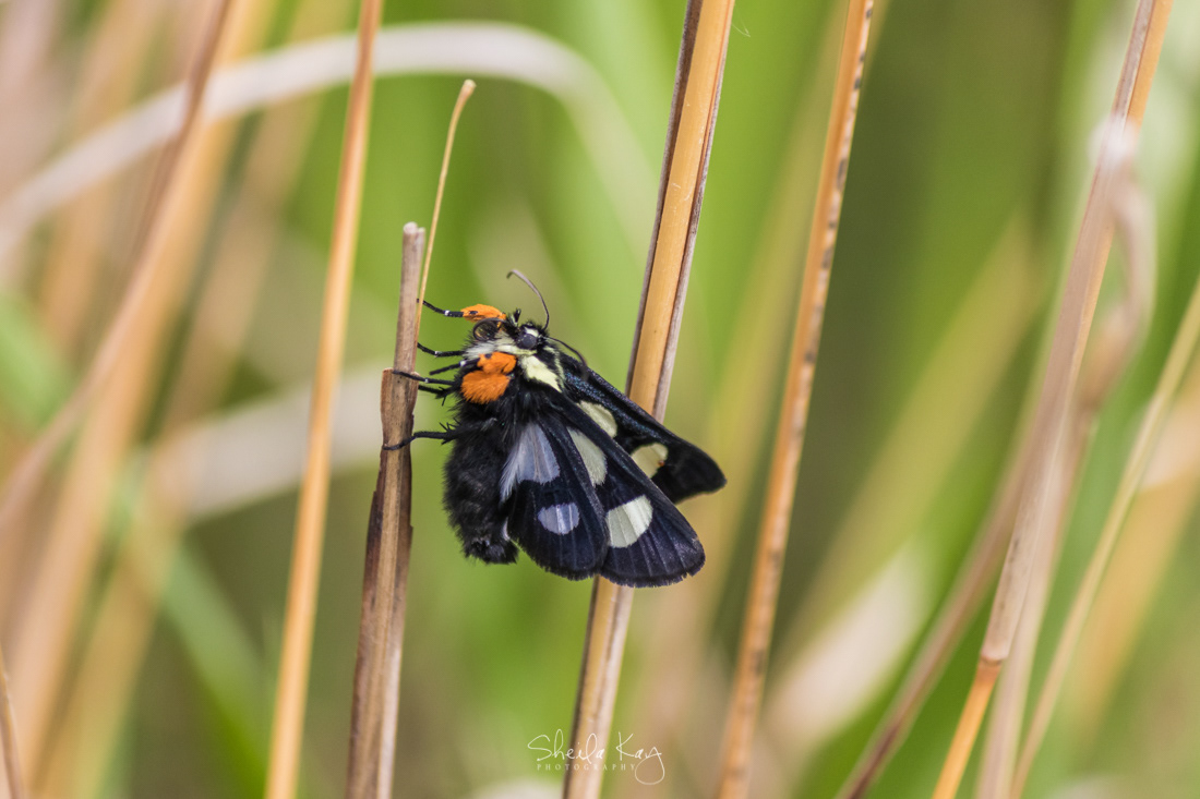 Eight-Spotted Forester Moth