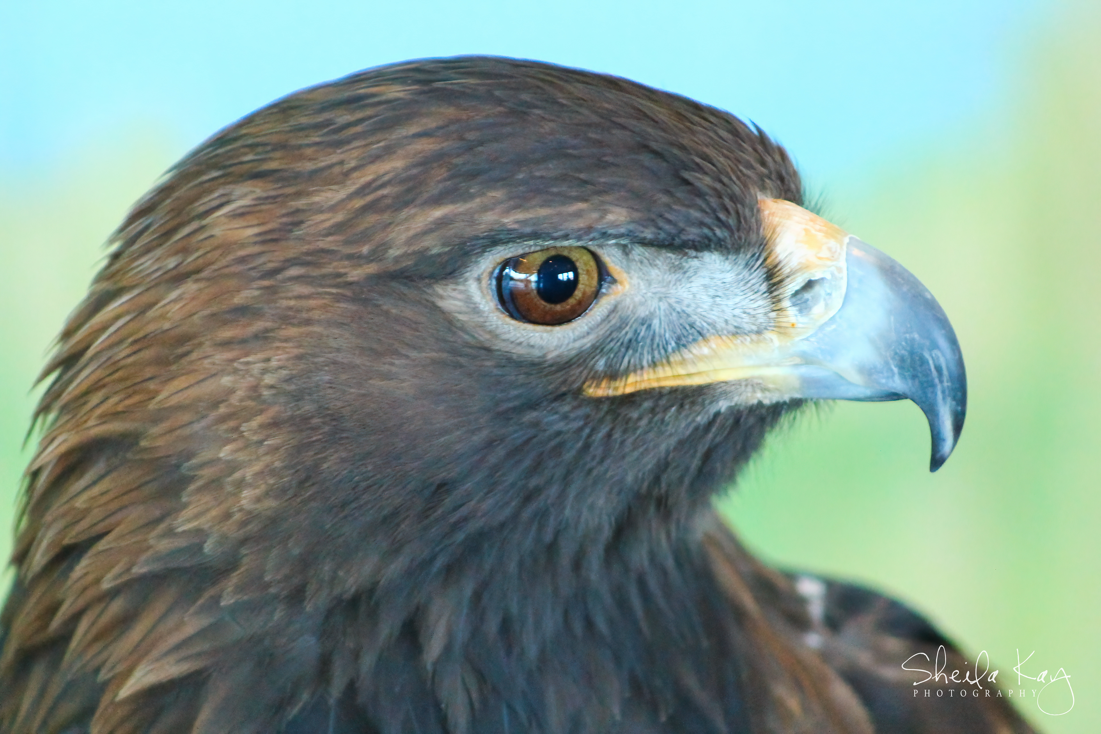 Golden Eagle