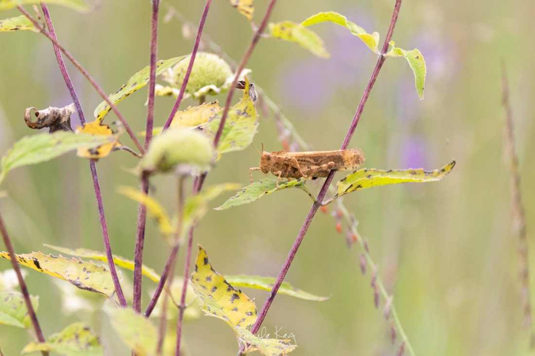 Carolina Grasshopper