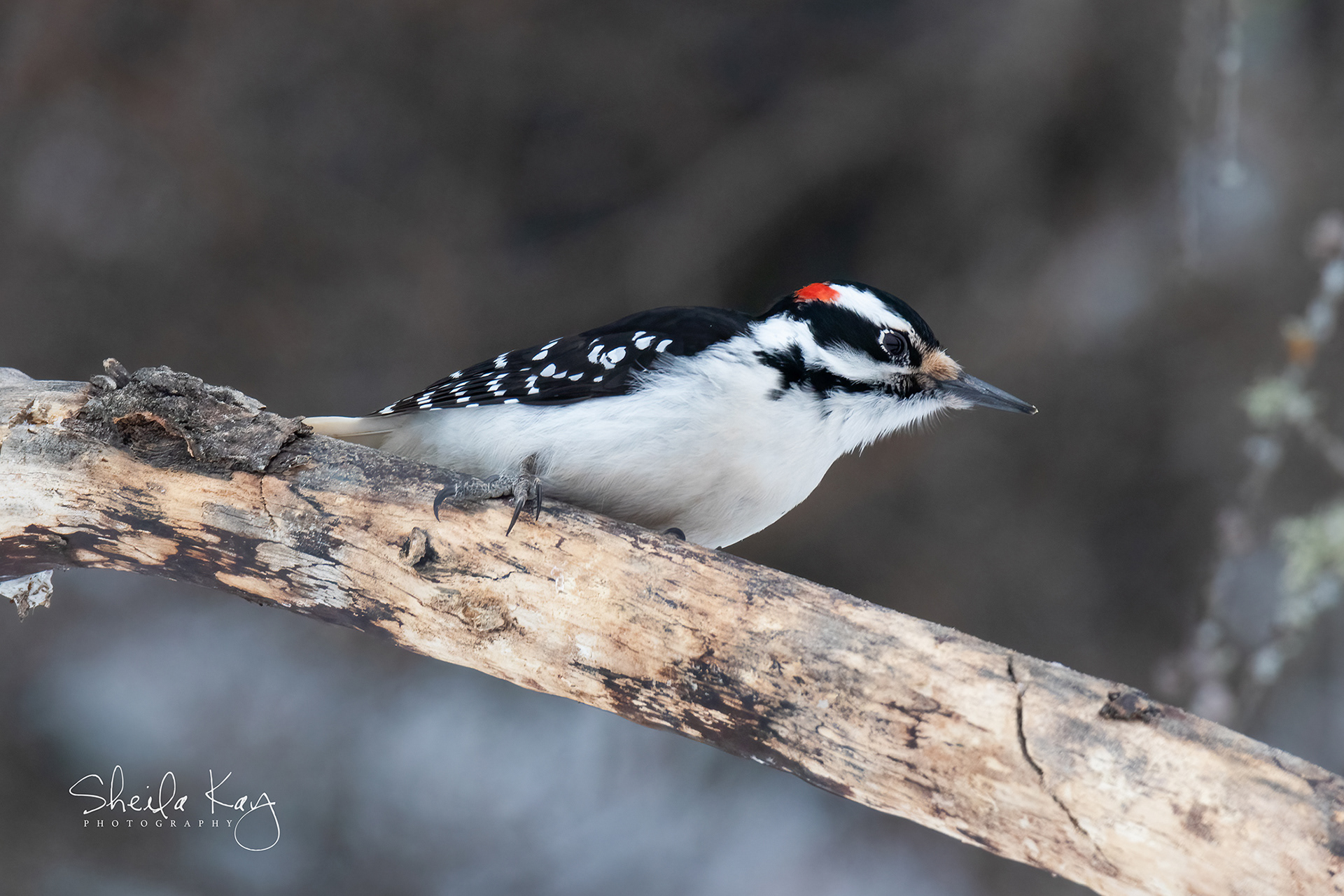 Hairy Woodpecker
