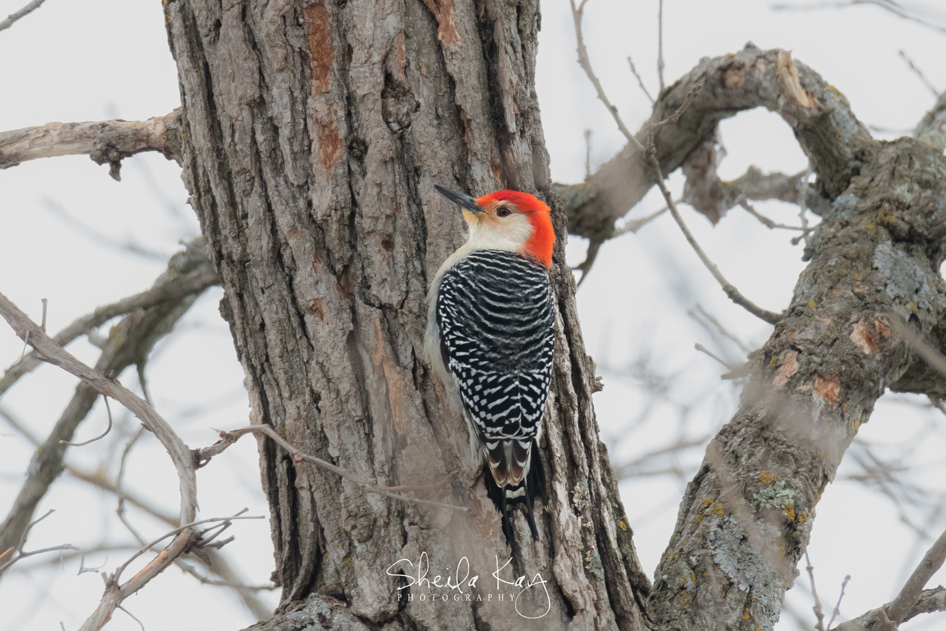 Red Bellied Woodpecker