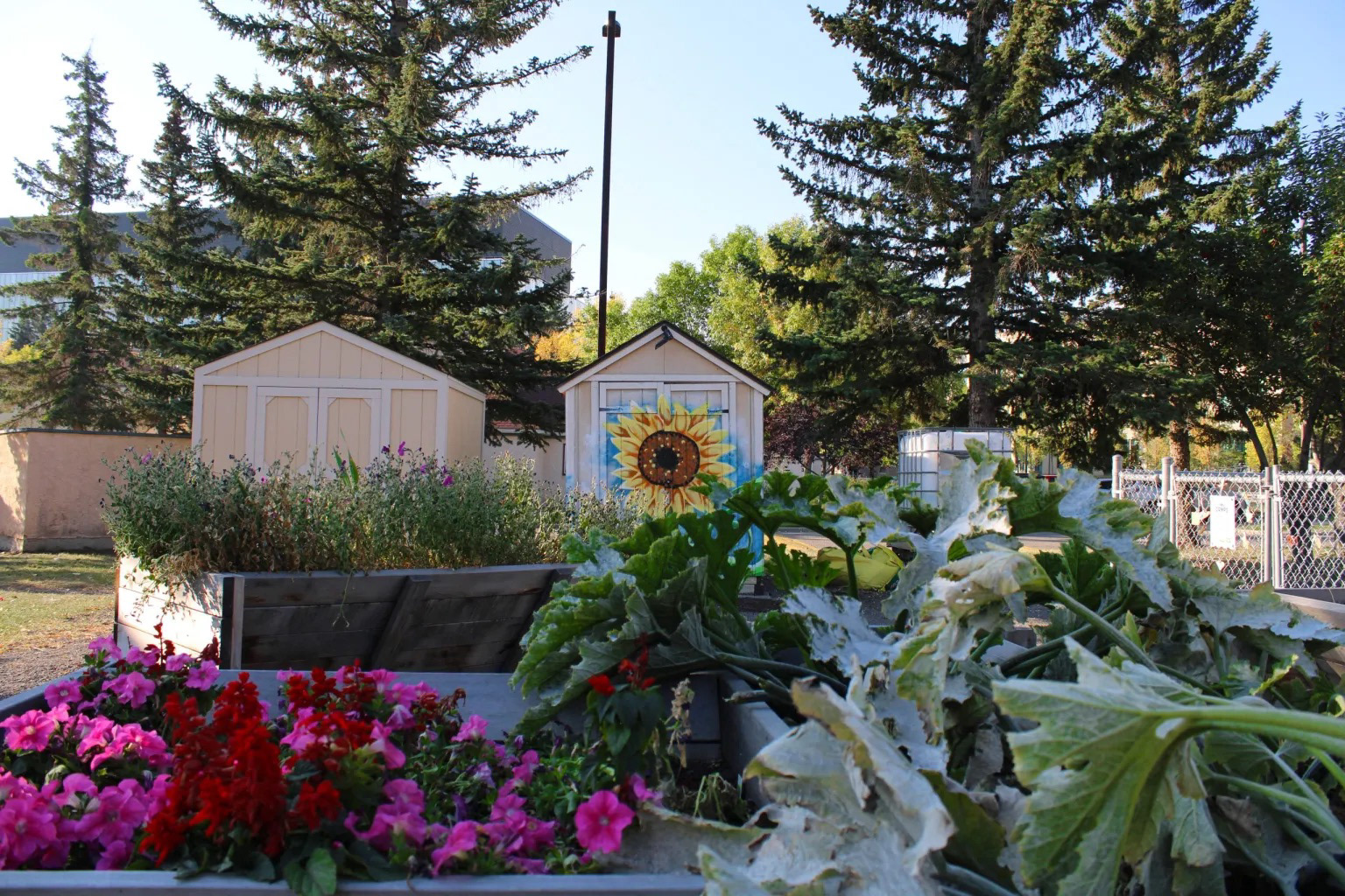 MRU community gardens in the springtime