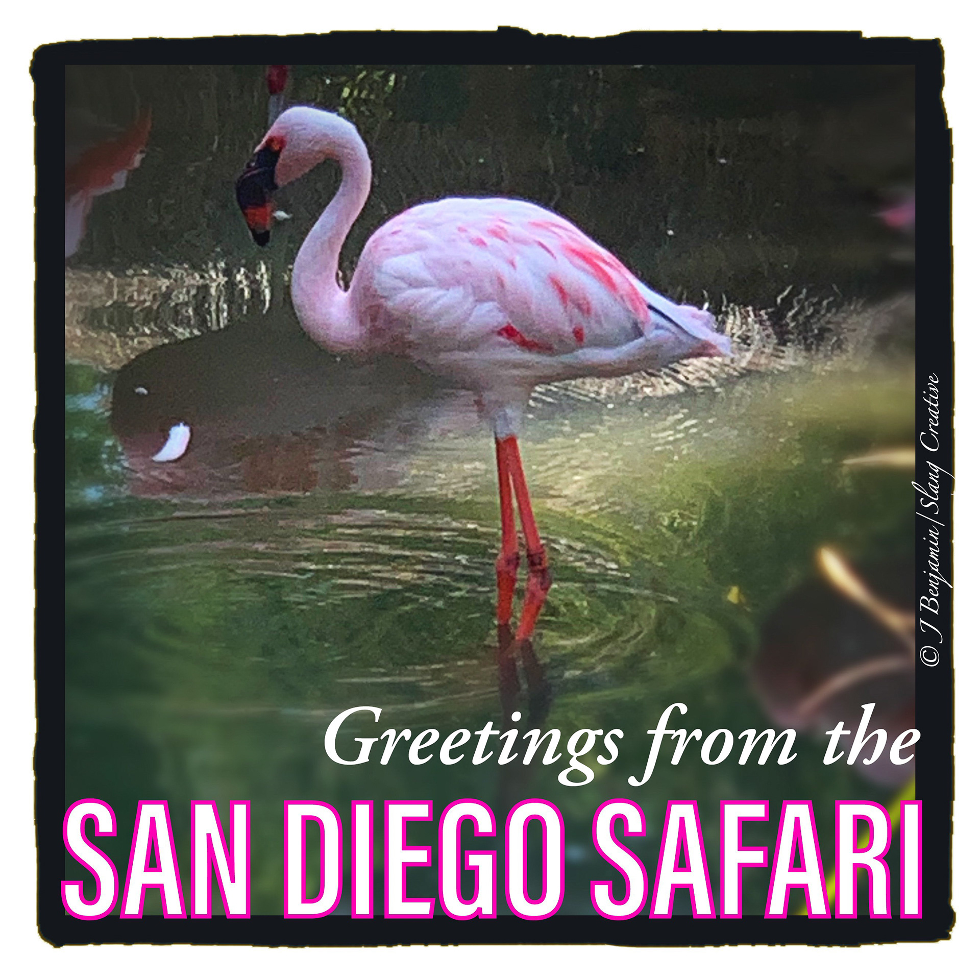 Flamingo - San Diego Safari Park CA