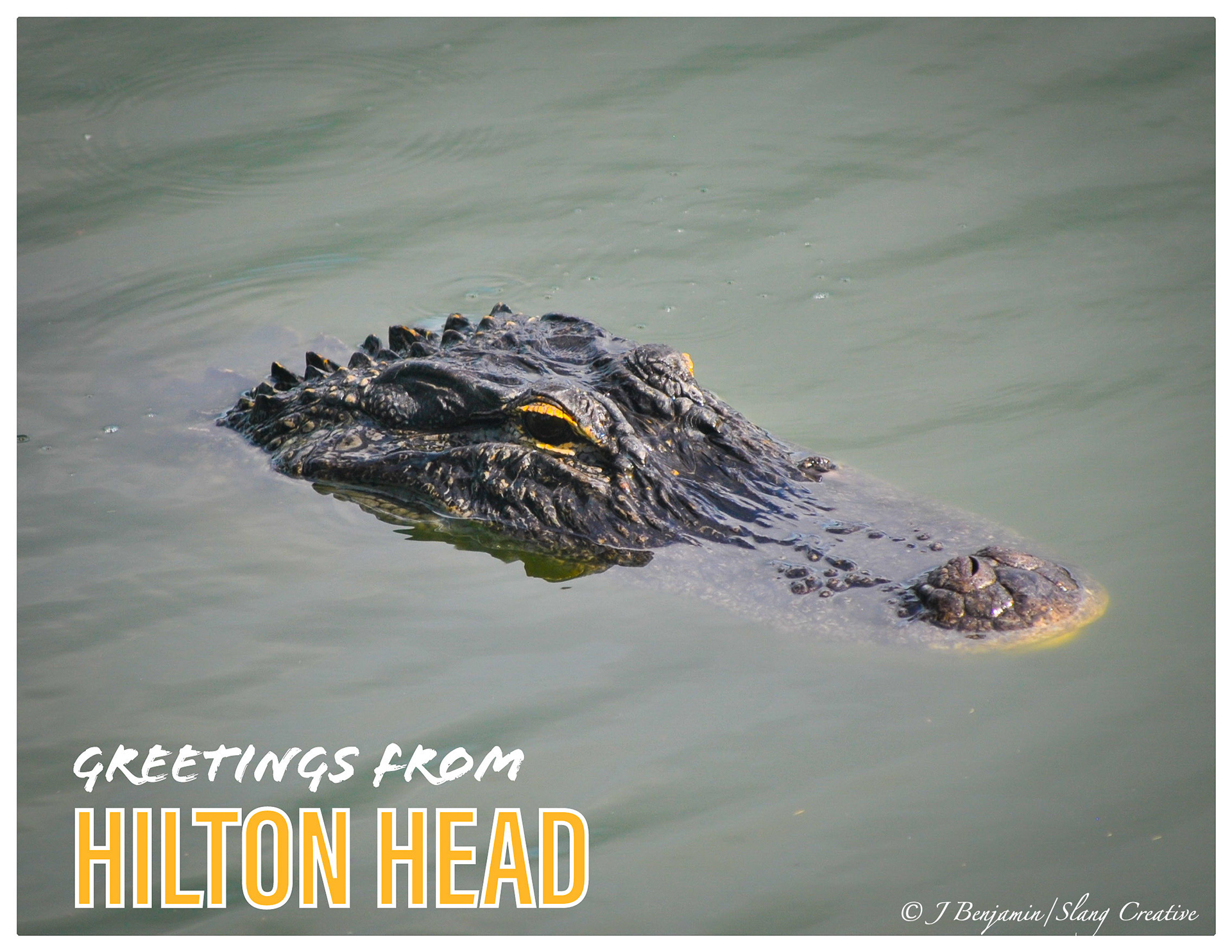 Gator Greetings - Hilton Head, SC