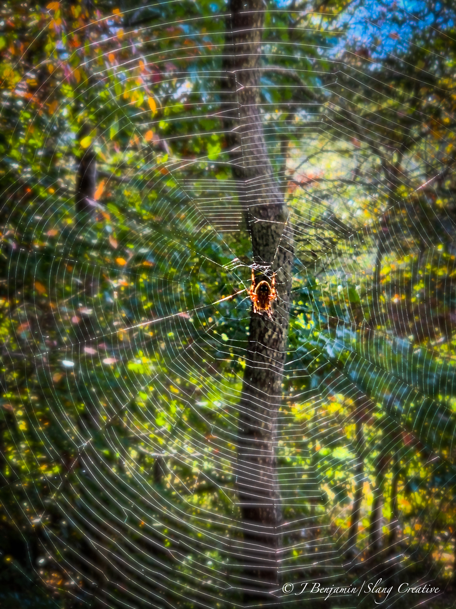 Spider Sense - Rabun Gap GA