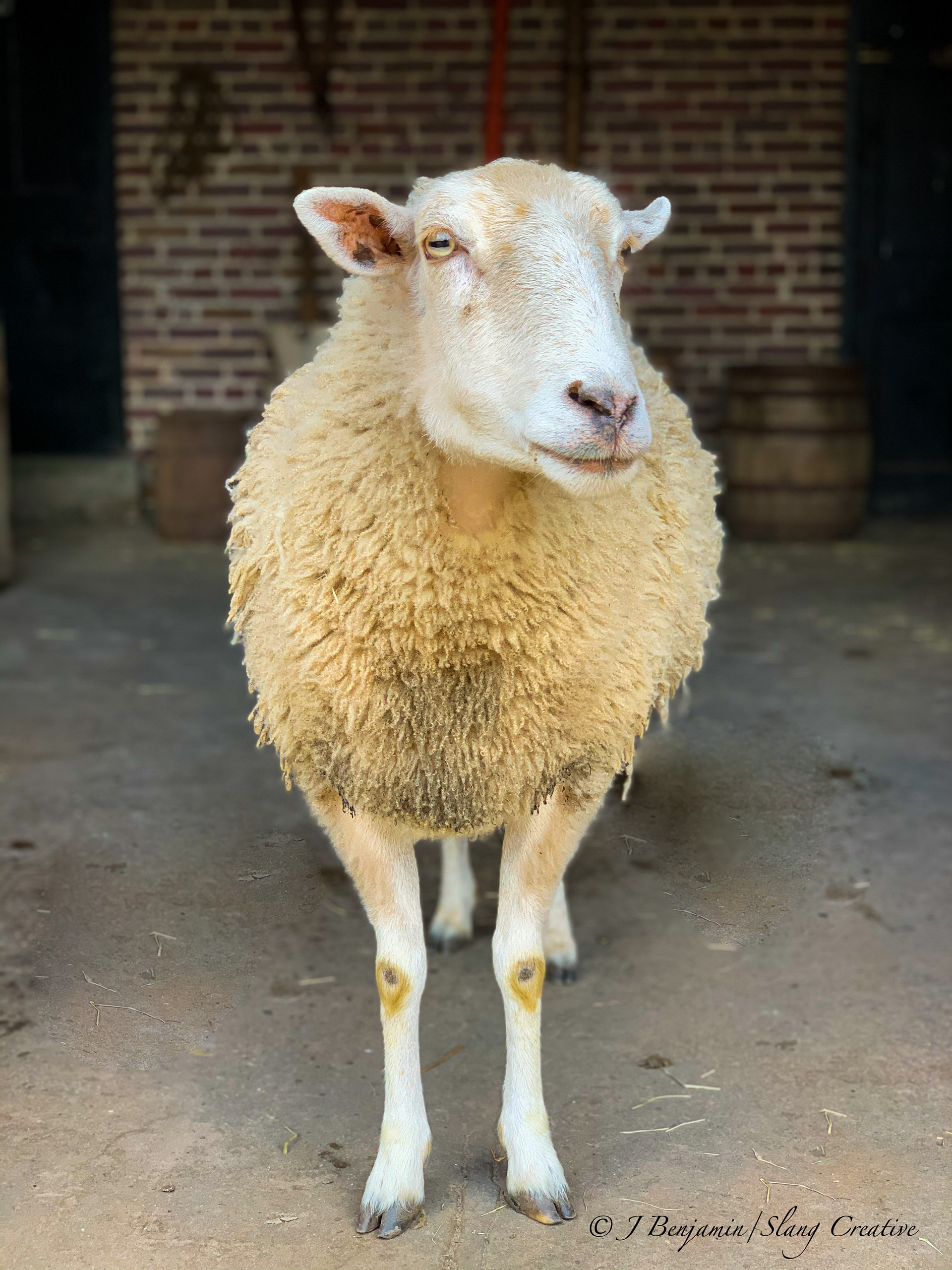 Sheep Smile - Charleston SC