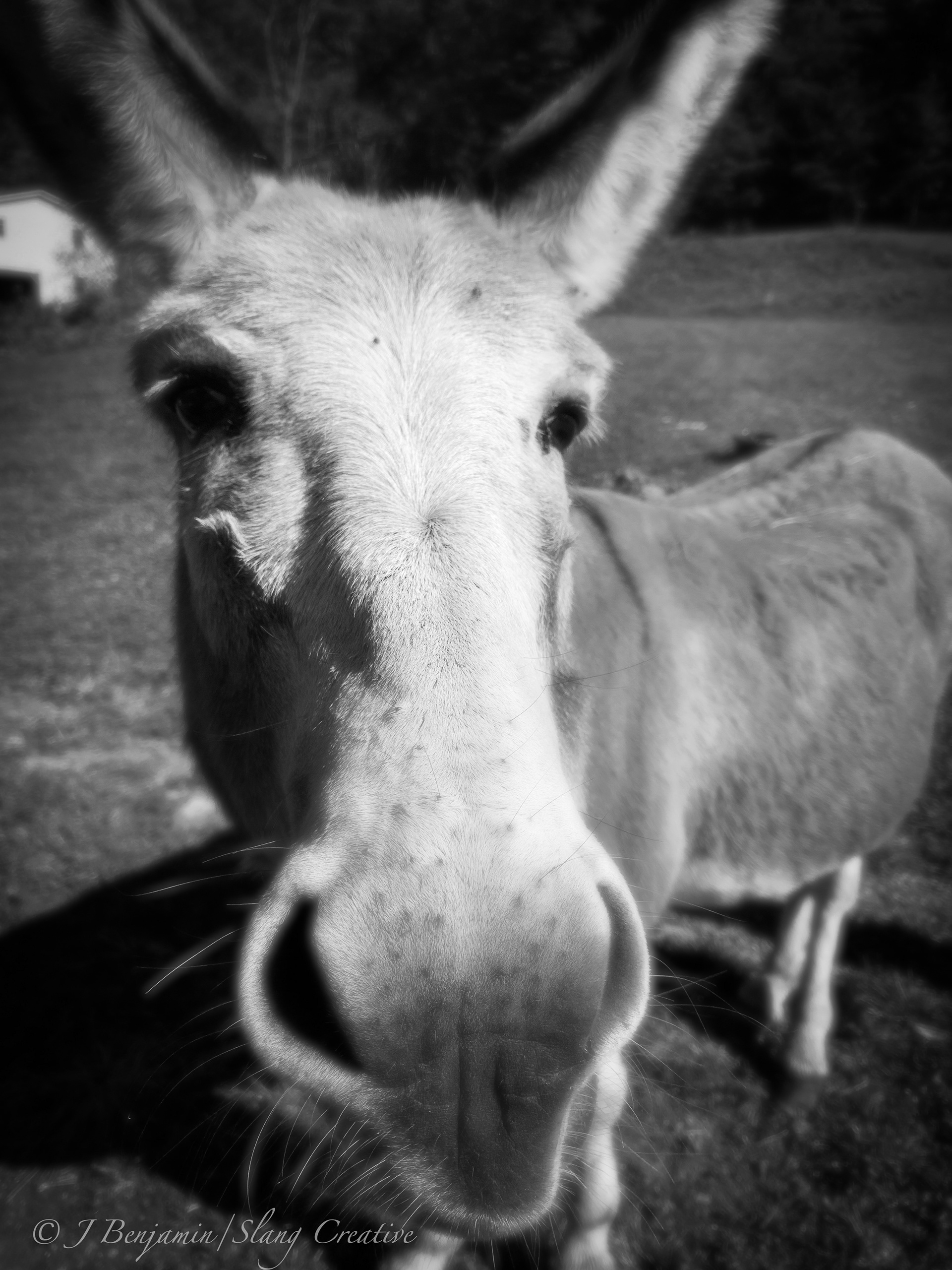 Dunkey Munkey - Asheville NC