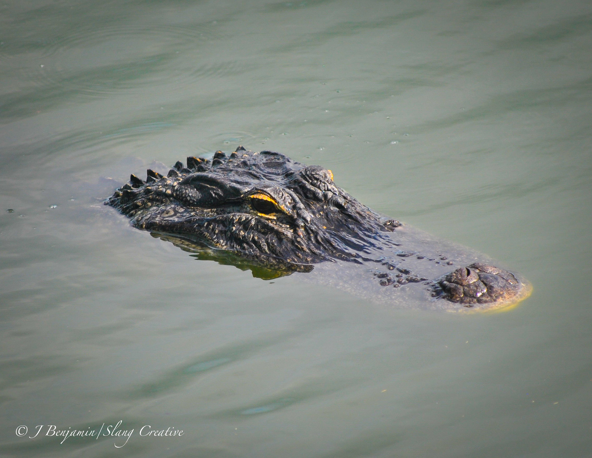 Gator Guy - Hilton Head SC