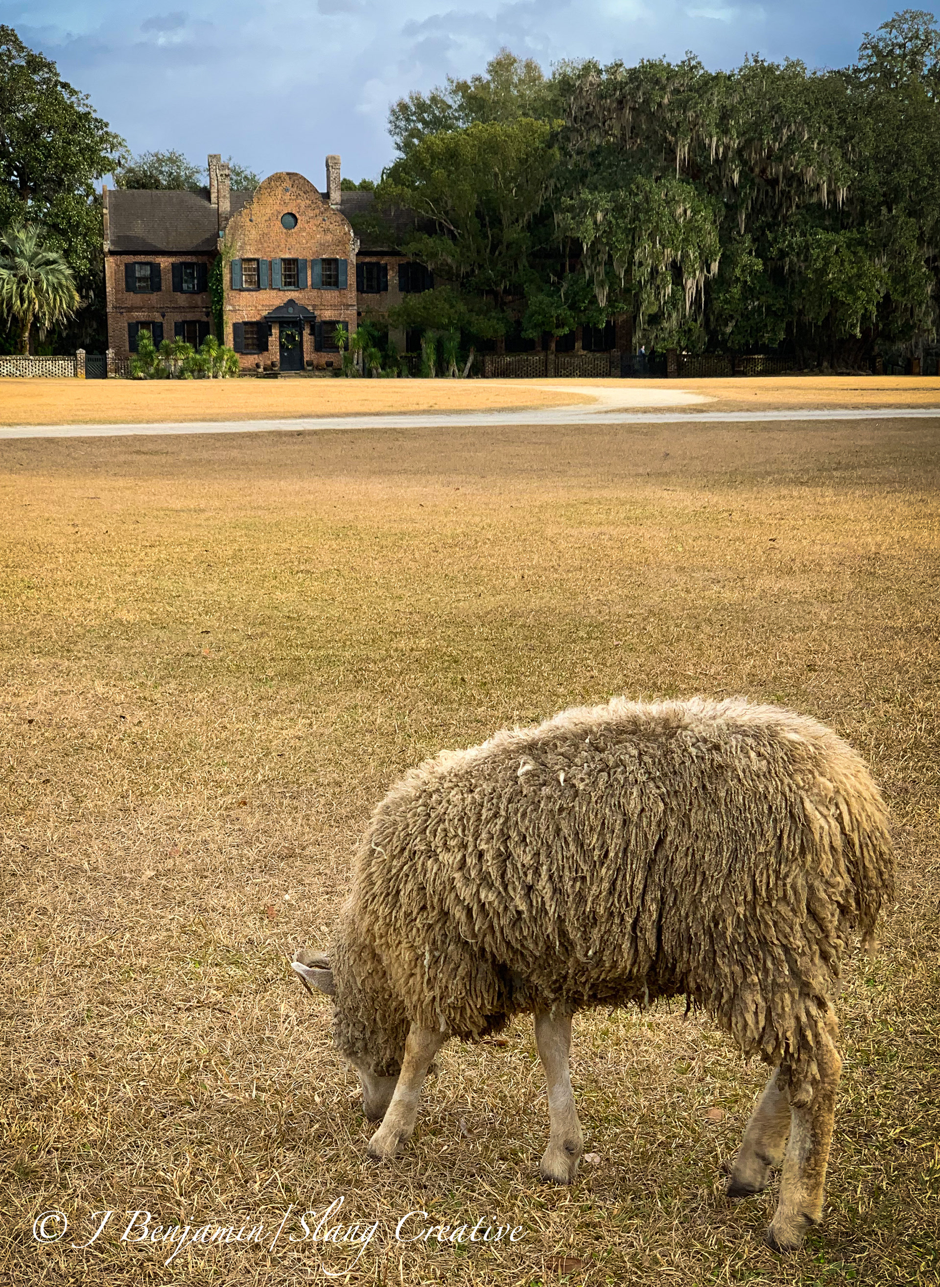 Grazing Sheep - Charleston SC 