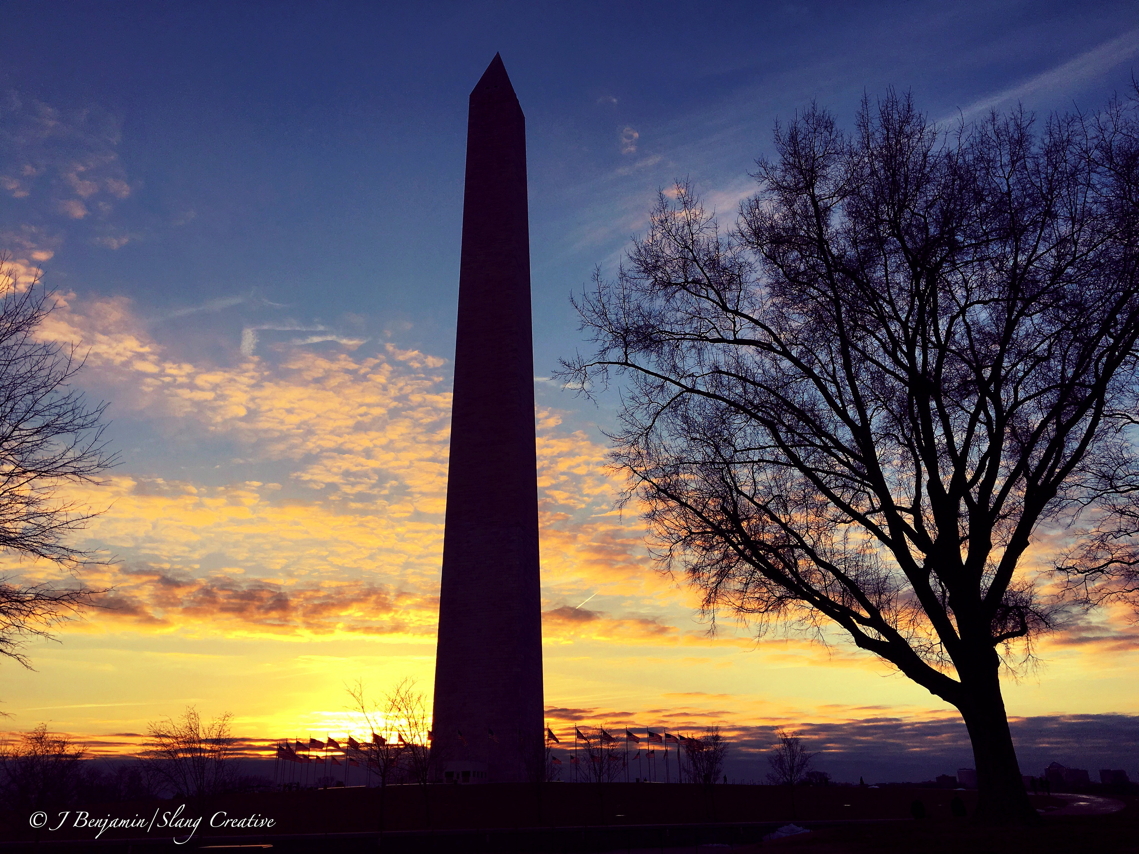 Washington Monument Silhouette & Tree - Washington DC
