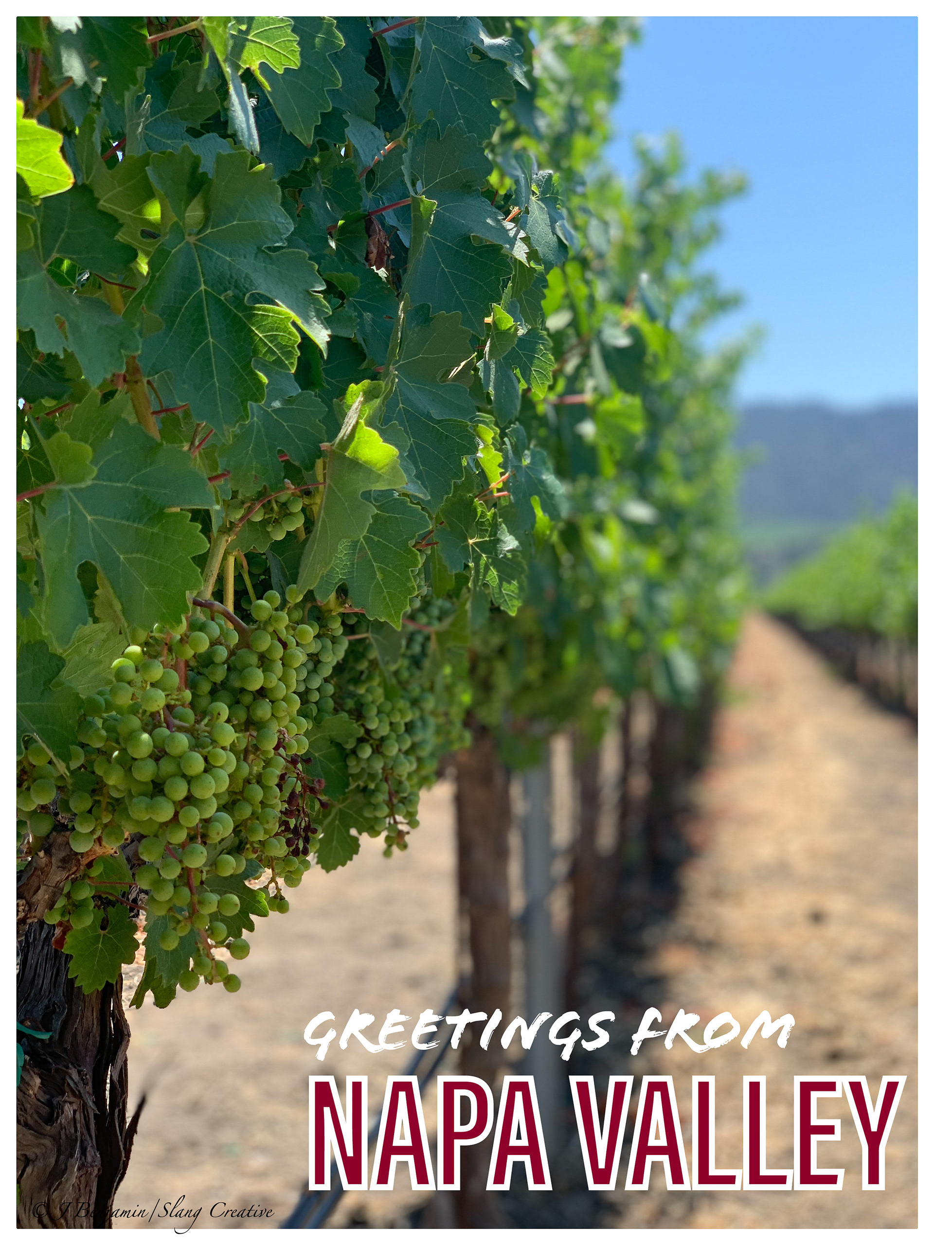 Napa Grapes - Napa Valley CA