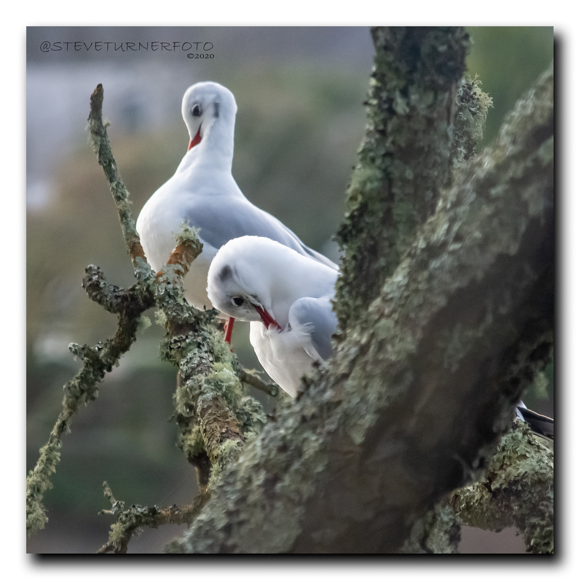 Black Headed Gulls